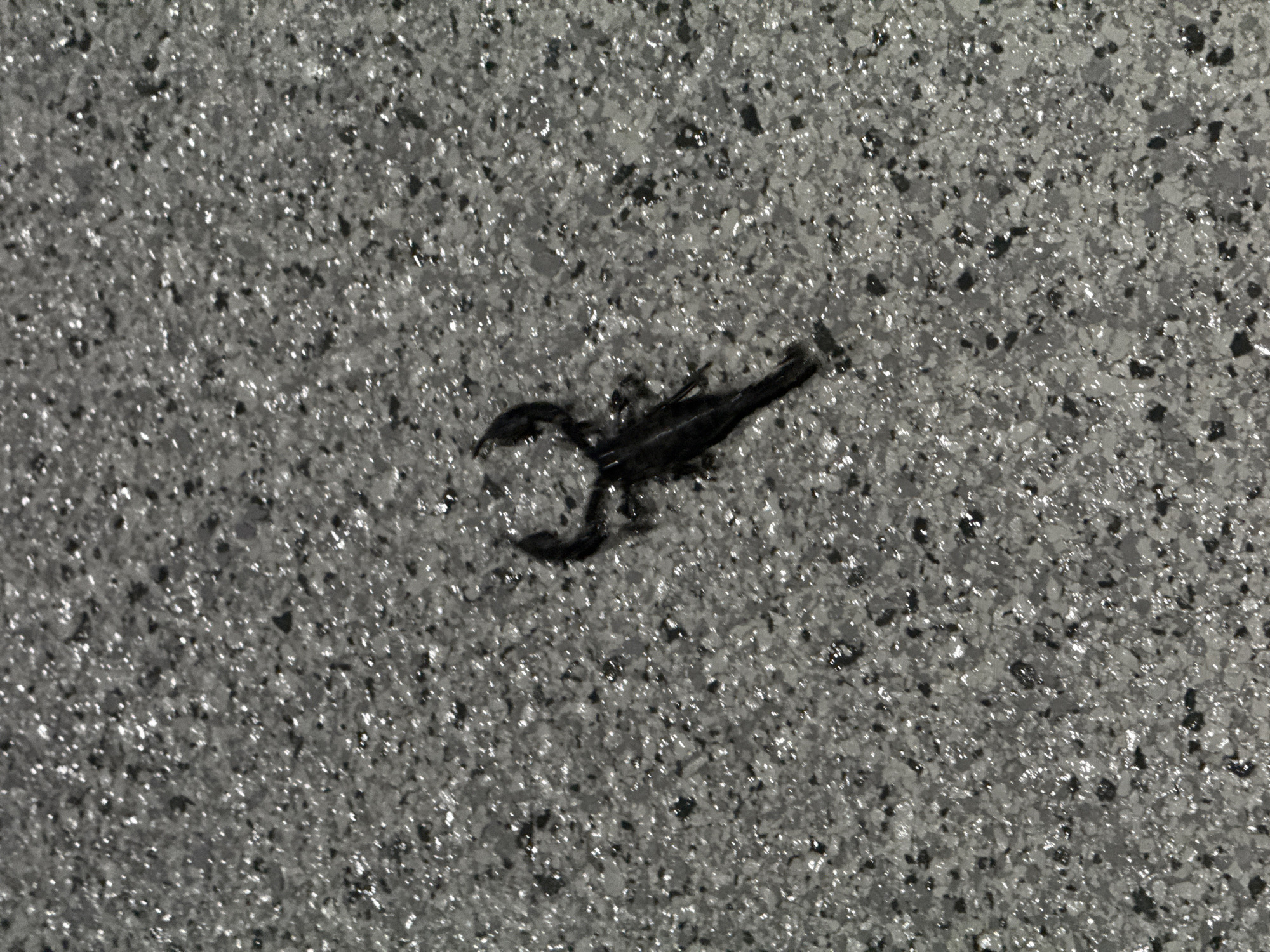 Black scorpion spotted on concrete in Ko Samui