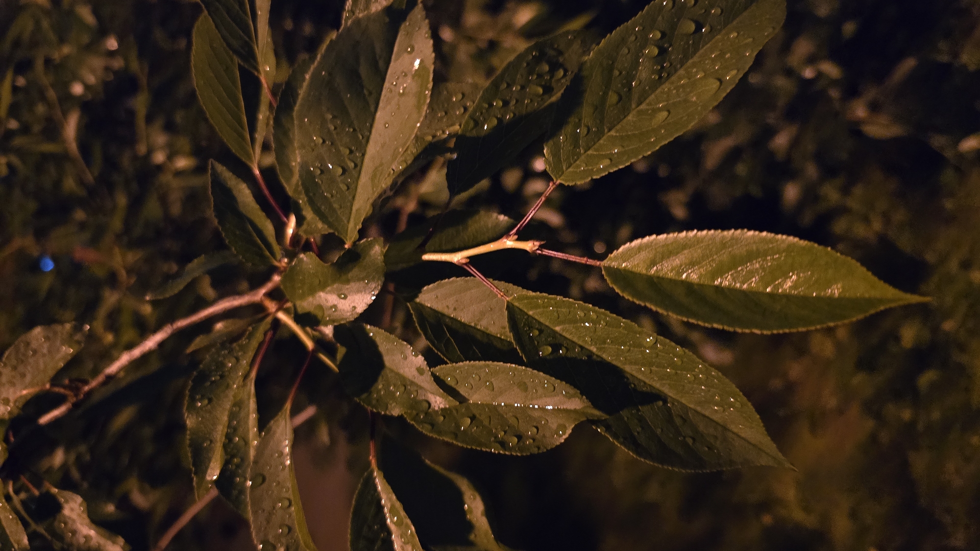 Night-lit foliage photographed in Kyiv under artificial lighting