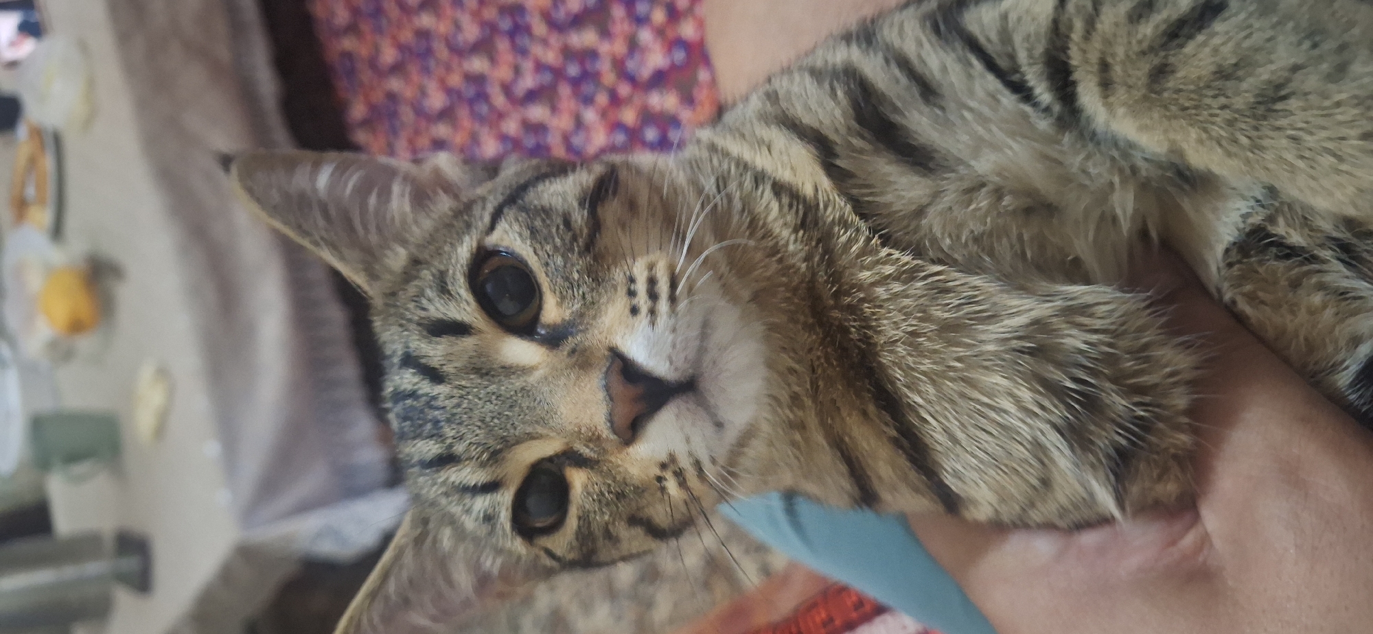 Tabby cat hangout session in Chirchik, Uzbekistan
