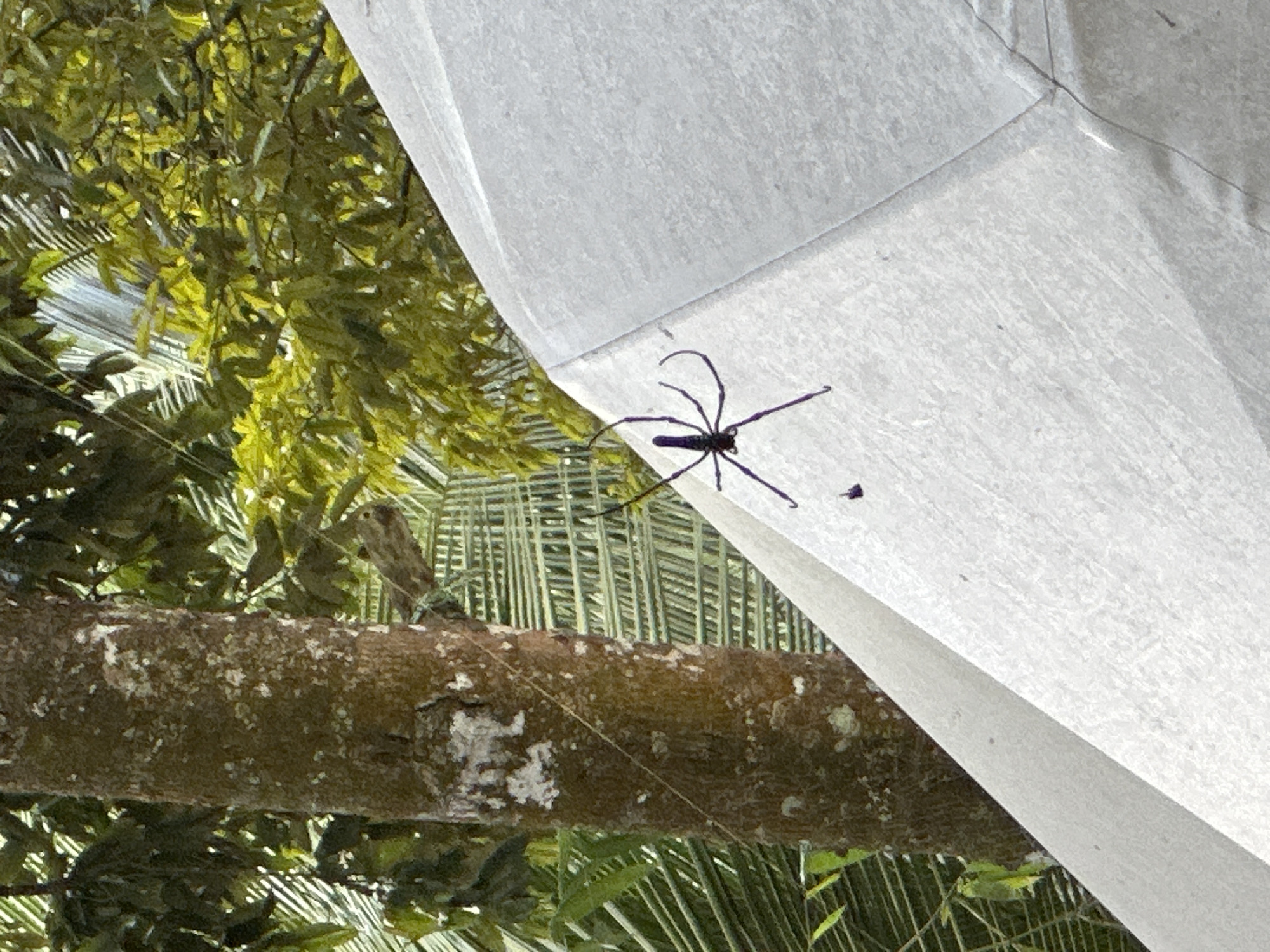 Morning documentation of tropical landscapes and wildlife in Licin