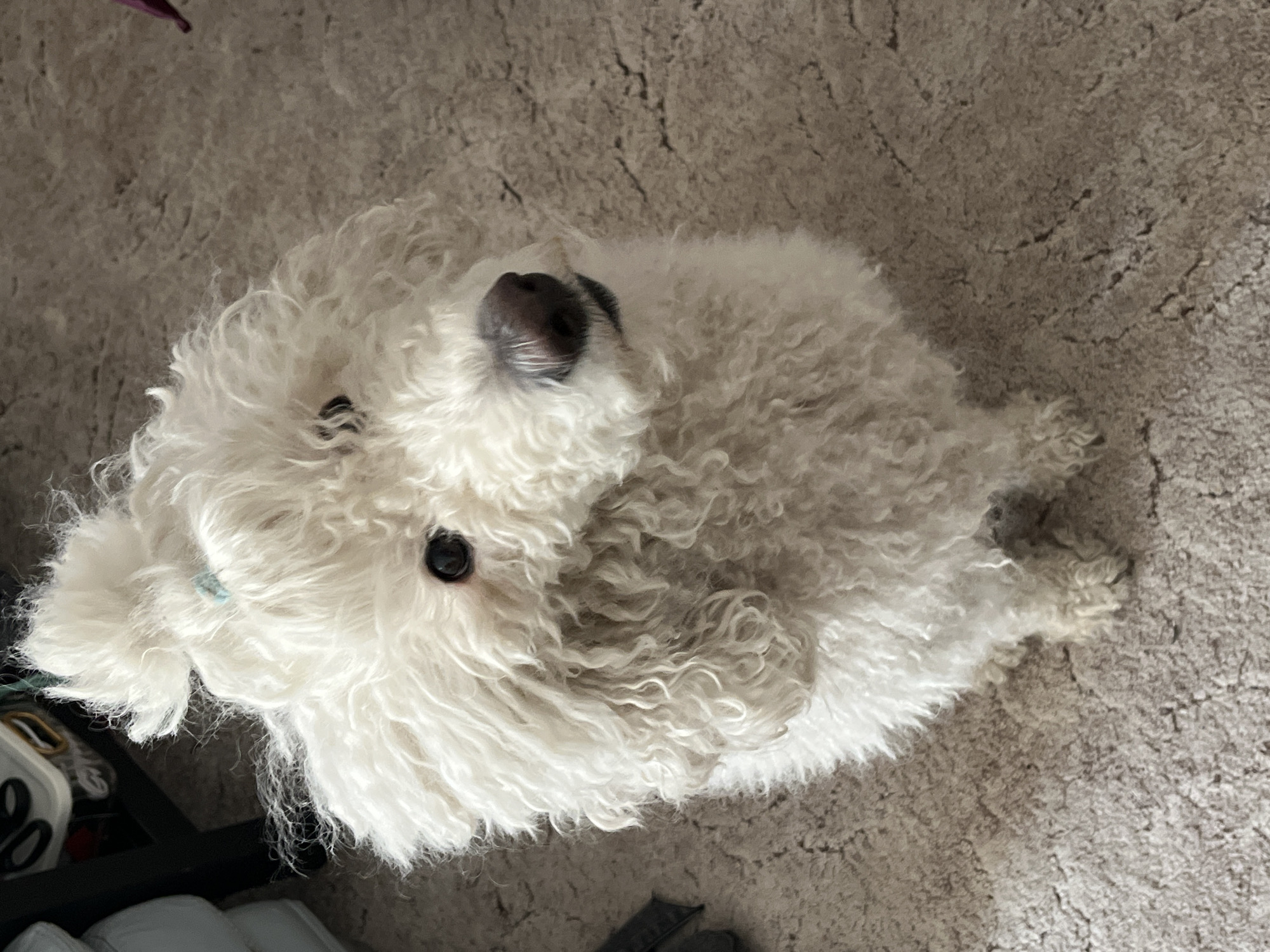 Morning cooking preparation with white dog at home
