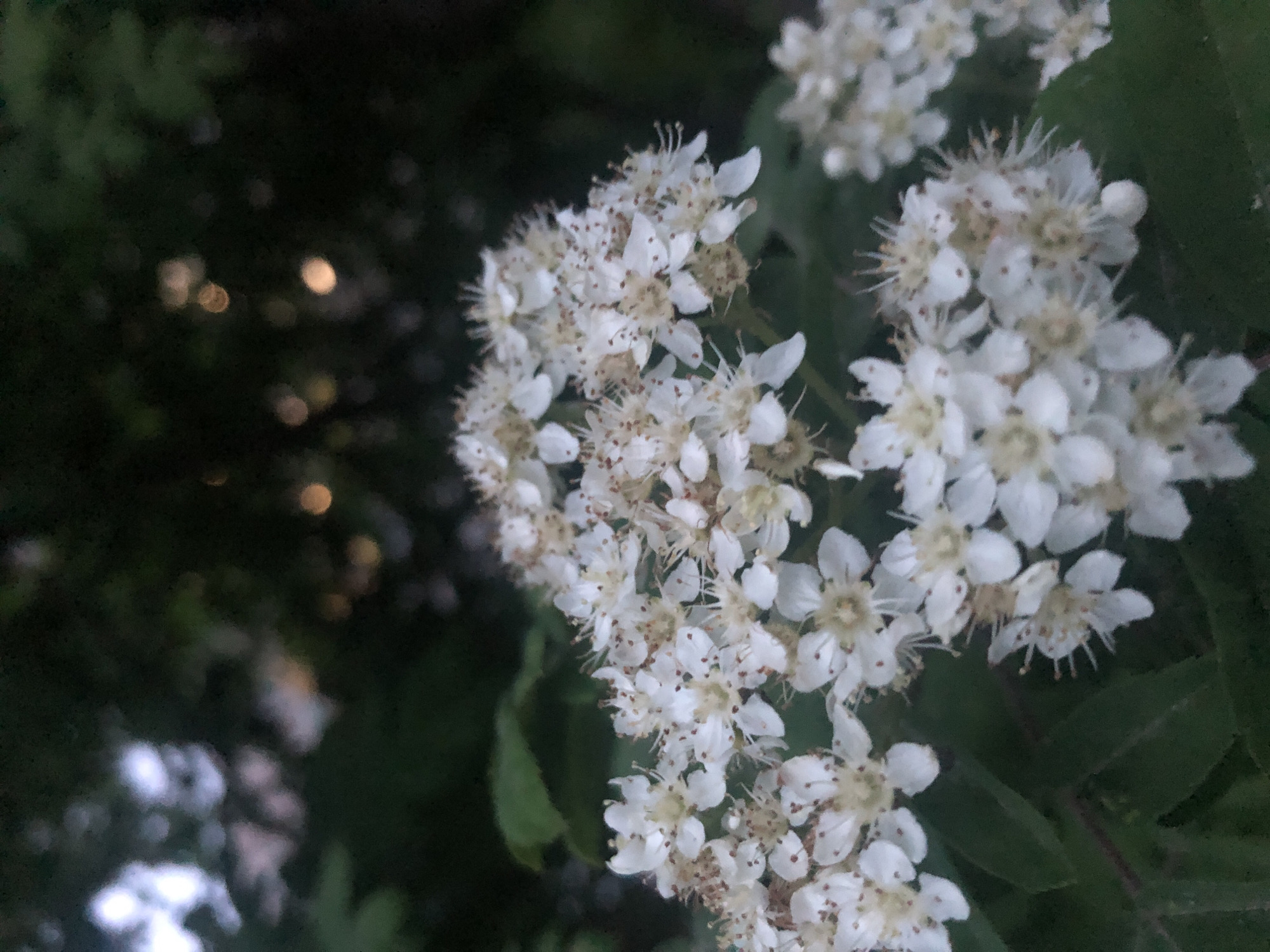 Spring neighborhood walk documented with flowers, streets, dancing table fire