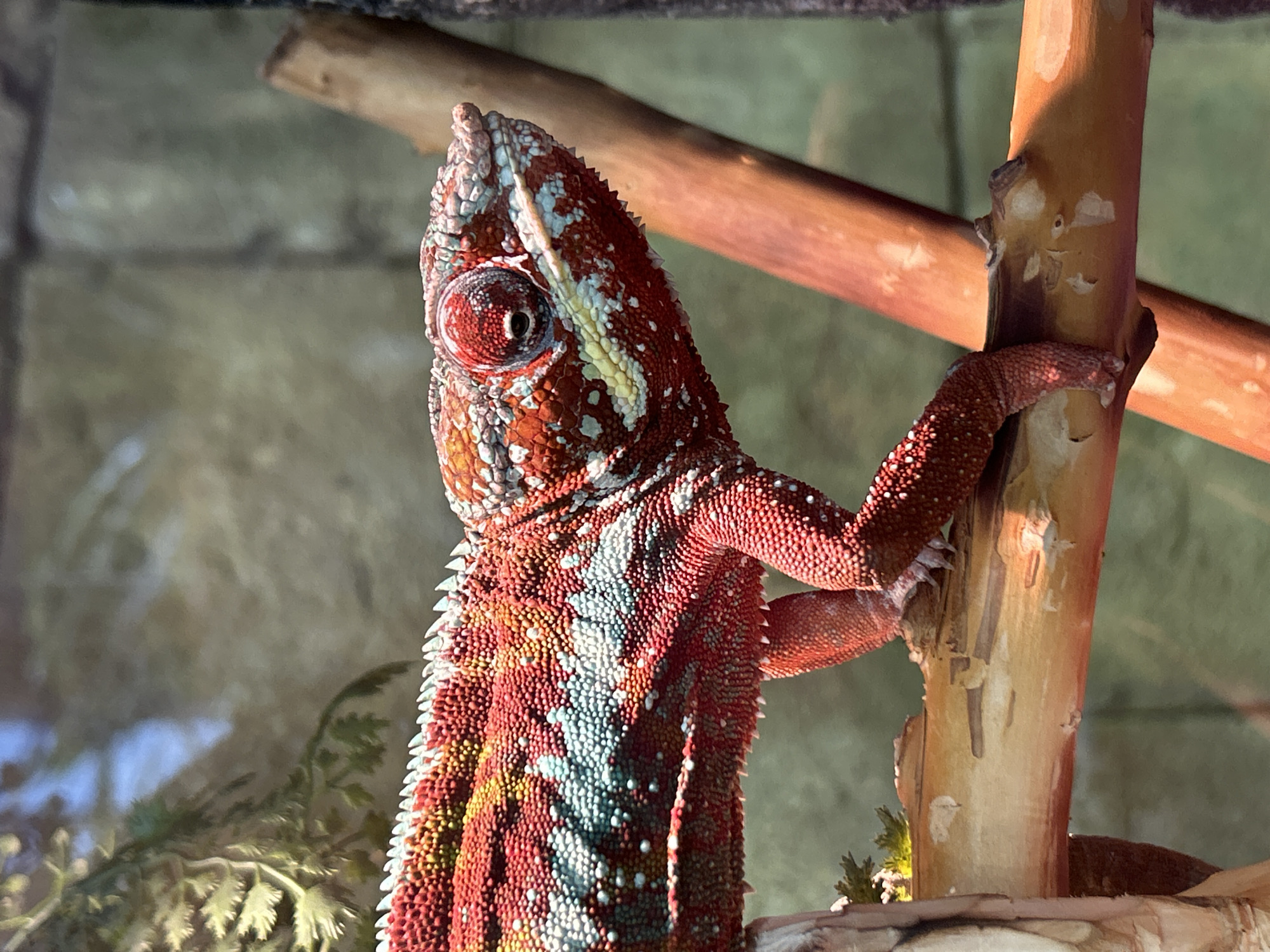 Visitors document exotic animals at Yekaterinburg zoo facility