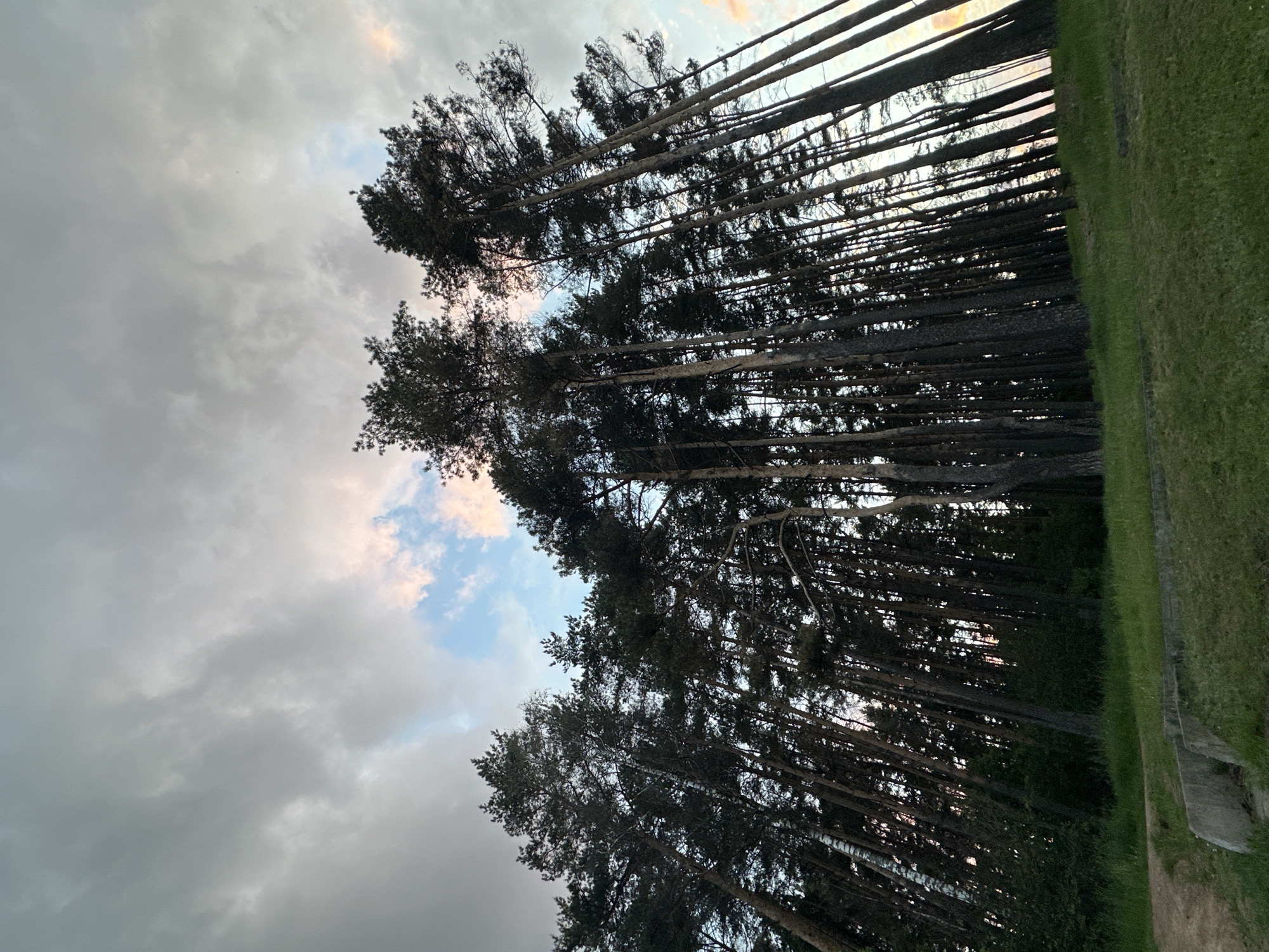 Evening forest walk documented in Minsk, Belarus