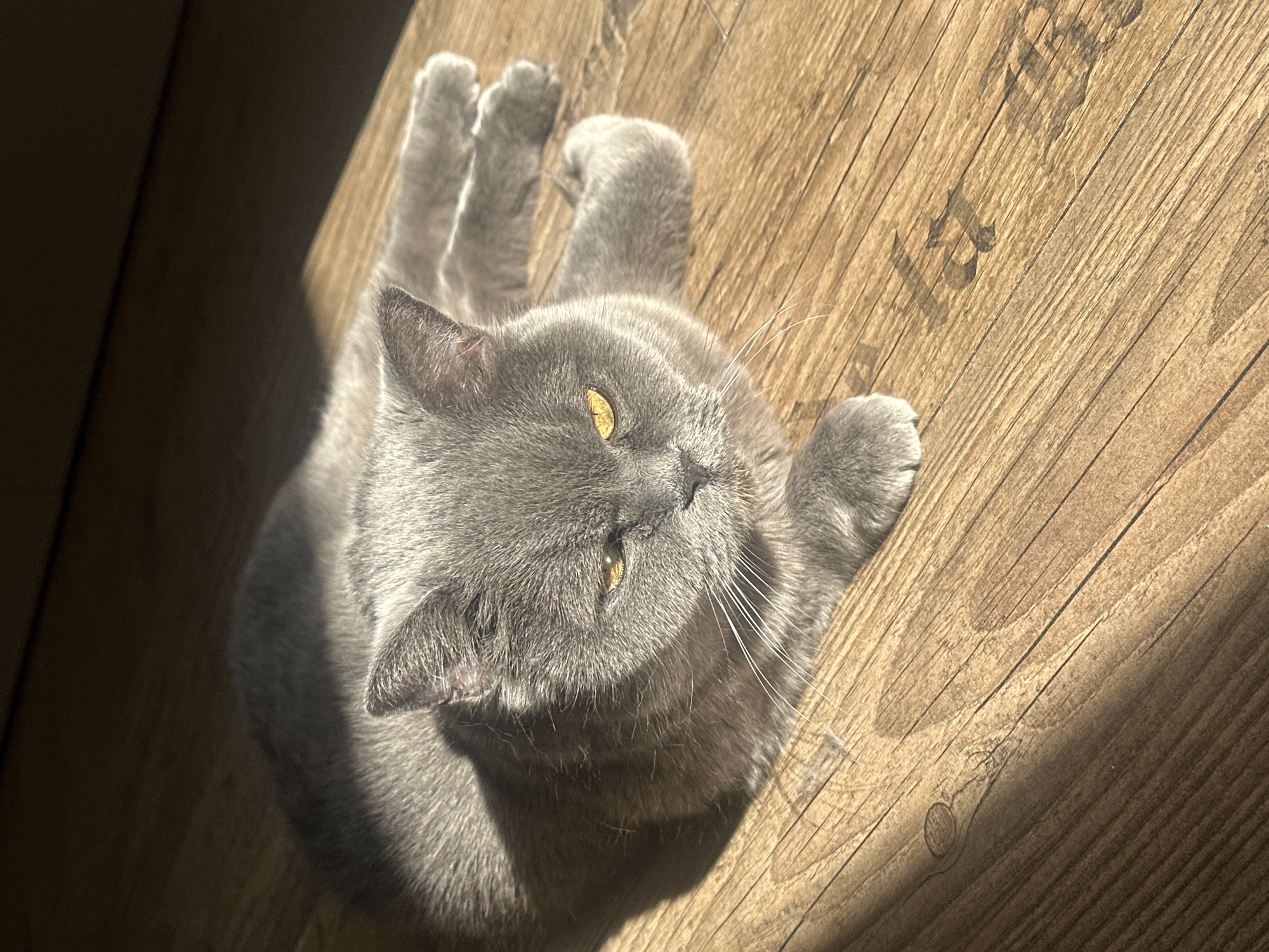 Gray cat enjoys sunny morning on wooden floor in Riga