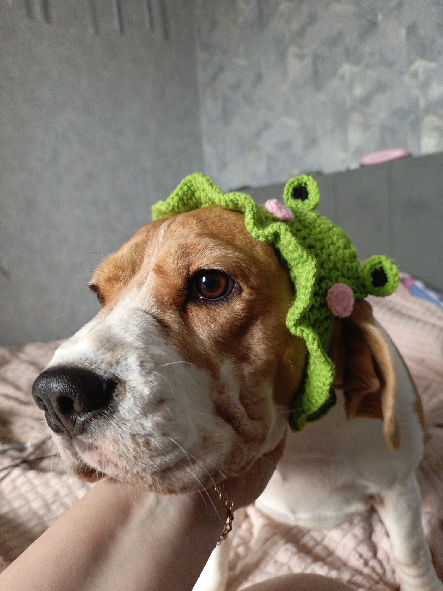 Beagle wears crocheted frog hat indoors