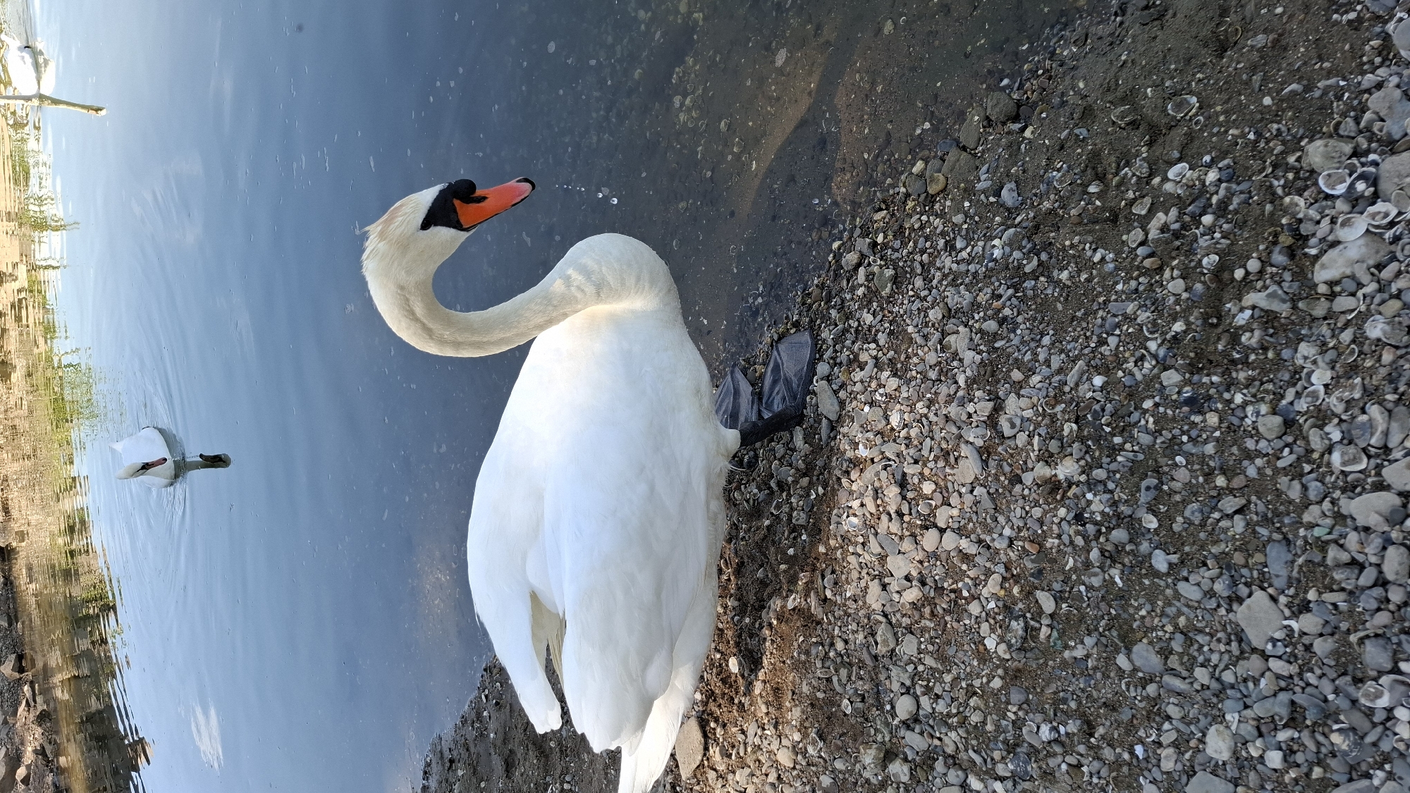 Swans along the Rhine riverbank on a sunny Cologne morning
