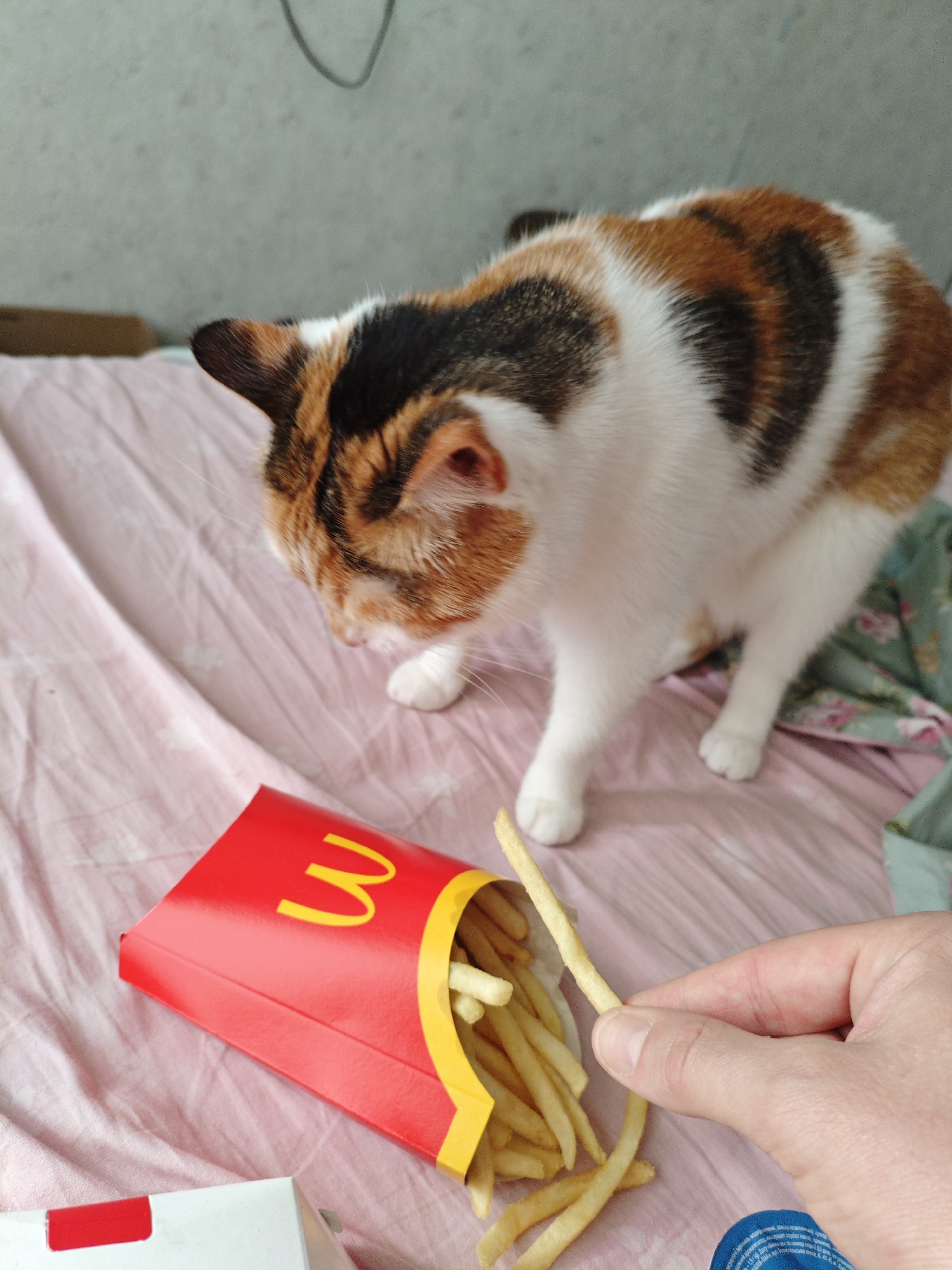 Calico cat meets McDonald's fries and a collectible plush toy
