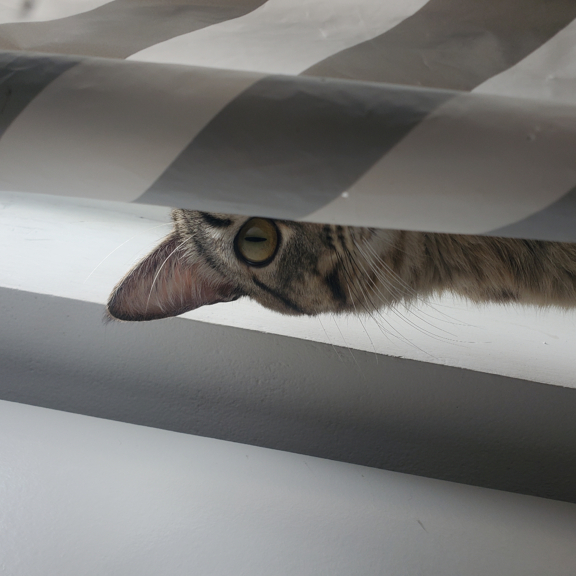Tabby cat spotted peering through window blinds in Curitiba