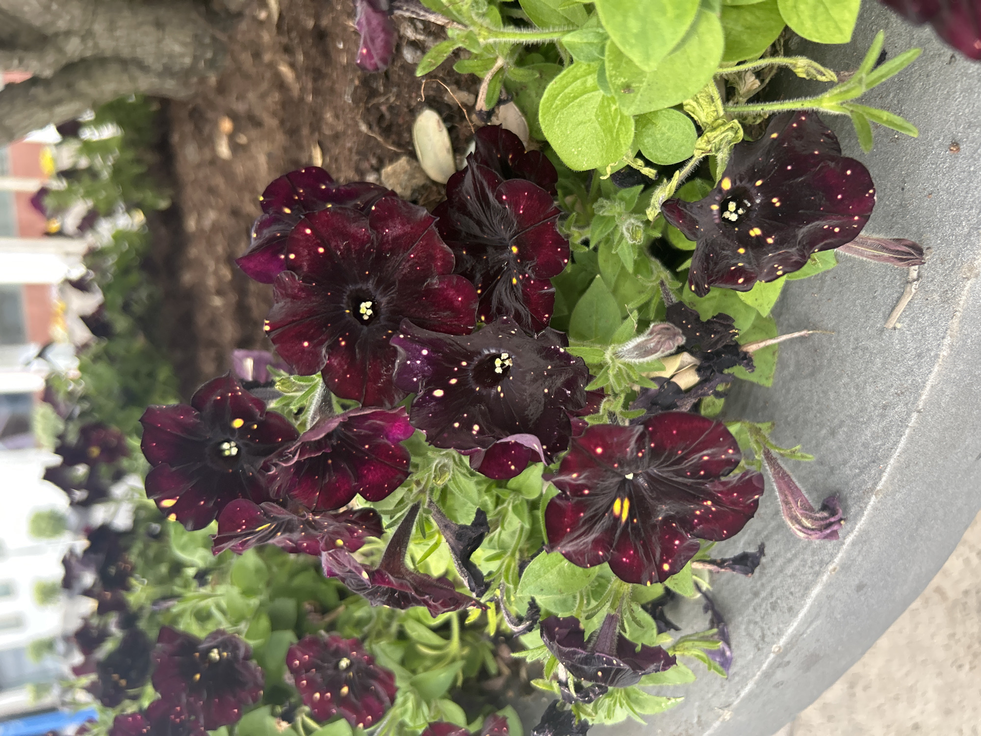 Flowers, public art, and street scenes in Câmara de Lobos