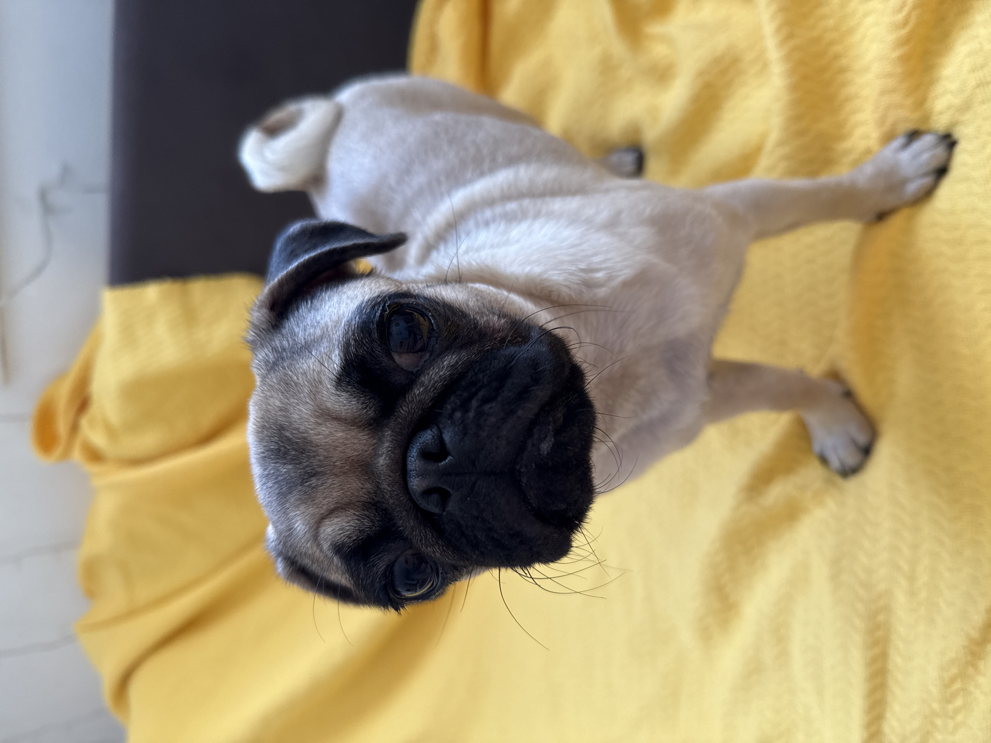 Fawn pug on yellow blanket, tilted head and wide eyes.
