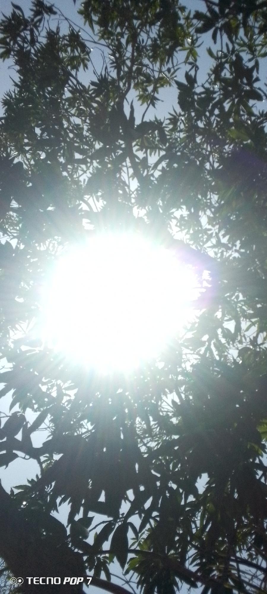 Intense sunlight documented through trees in Altagracia, Venezuela