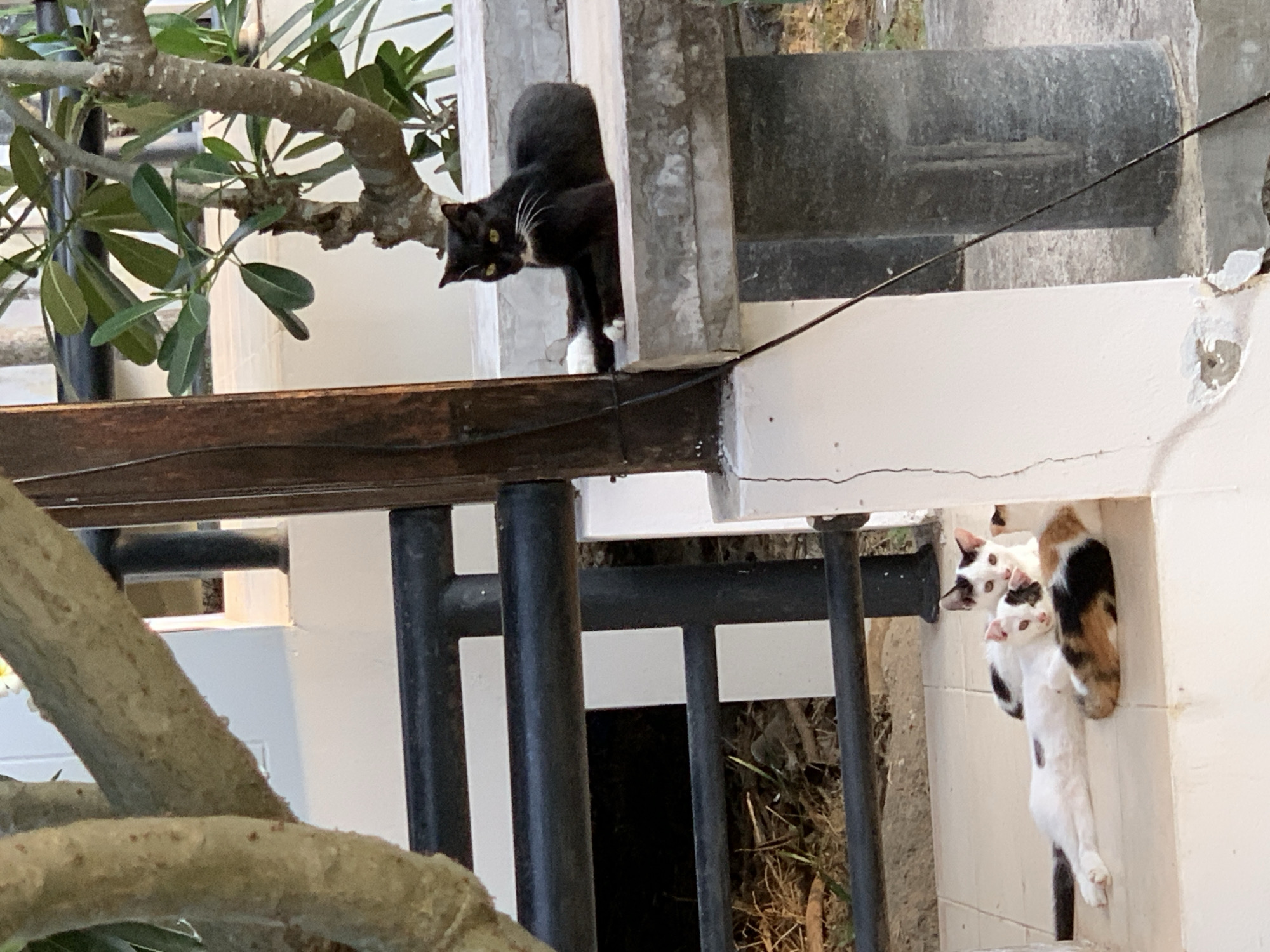 Three cats rest on building steps in Thailand