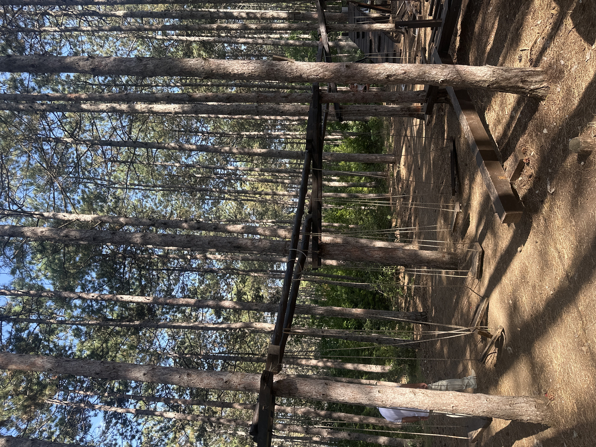 Pine forest spot mixing outdoor dining with a wooden adventure course