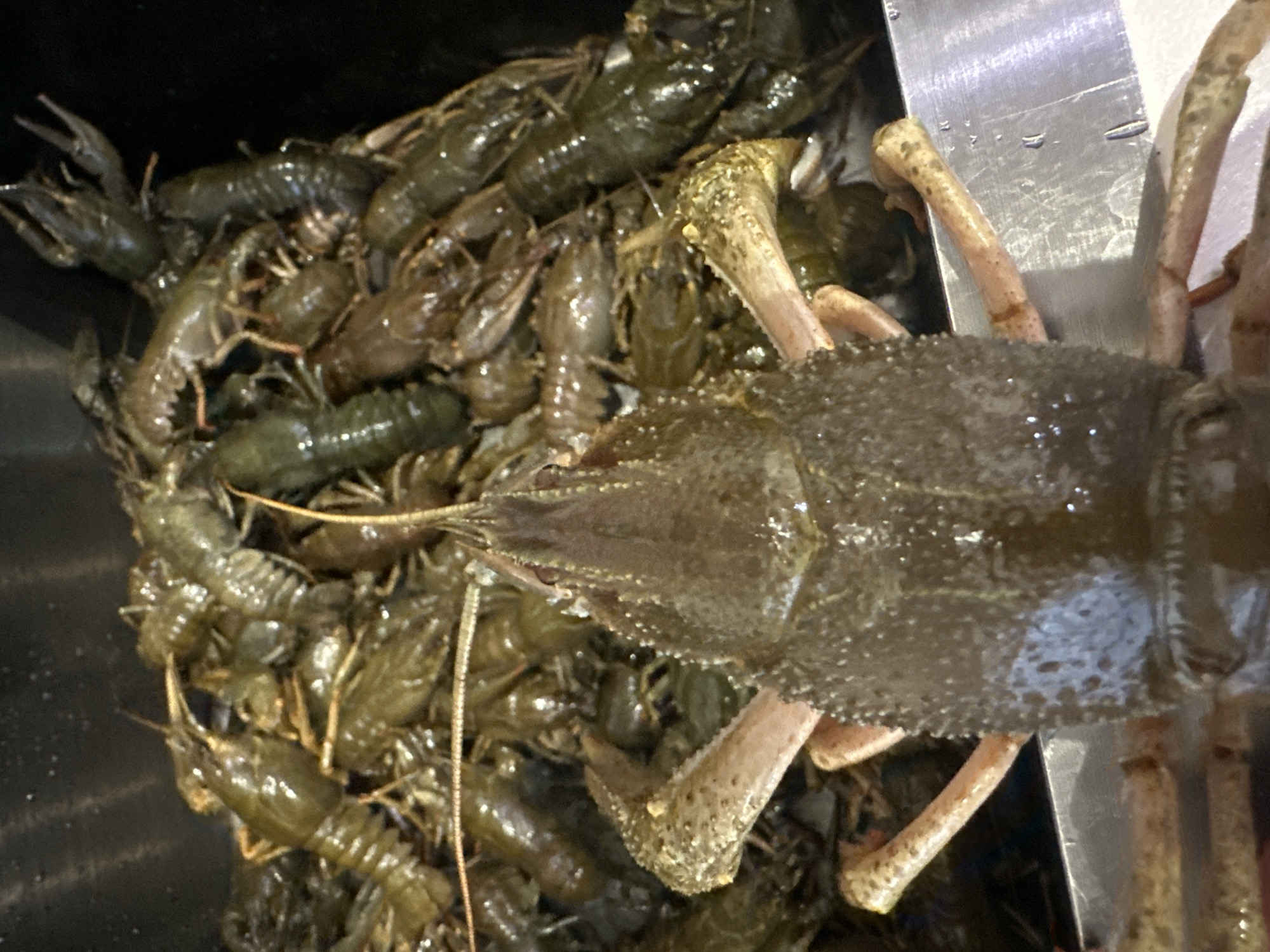Crawfish and cat captured in Neftekamsk household moments