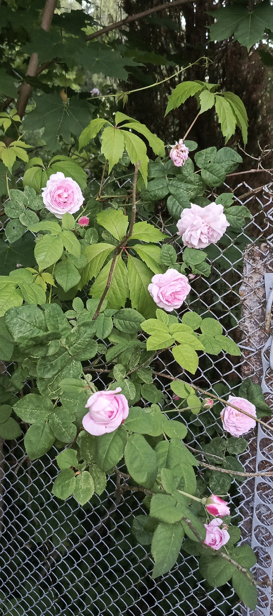 Summer garden walk through a Russian dacha settlement in bloom