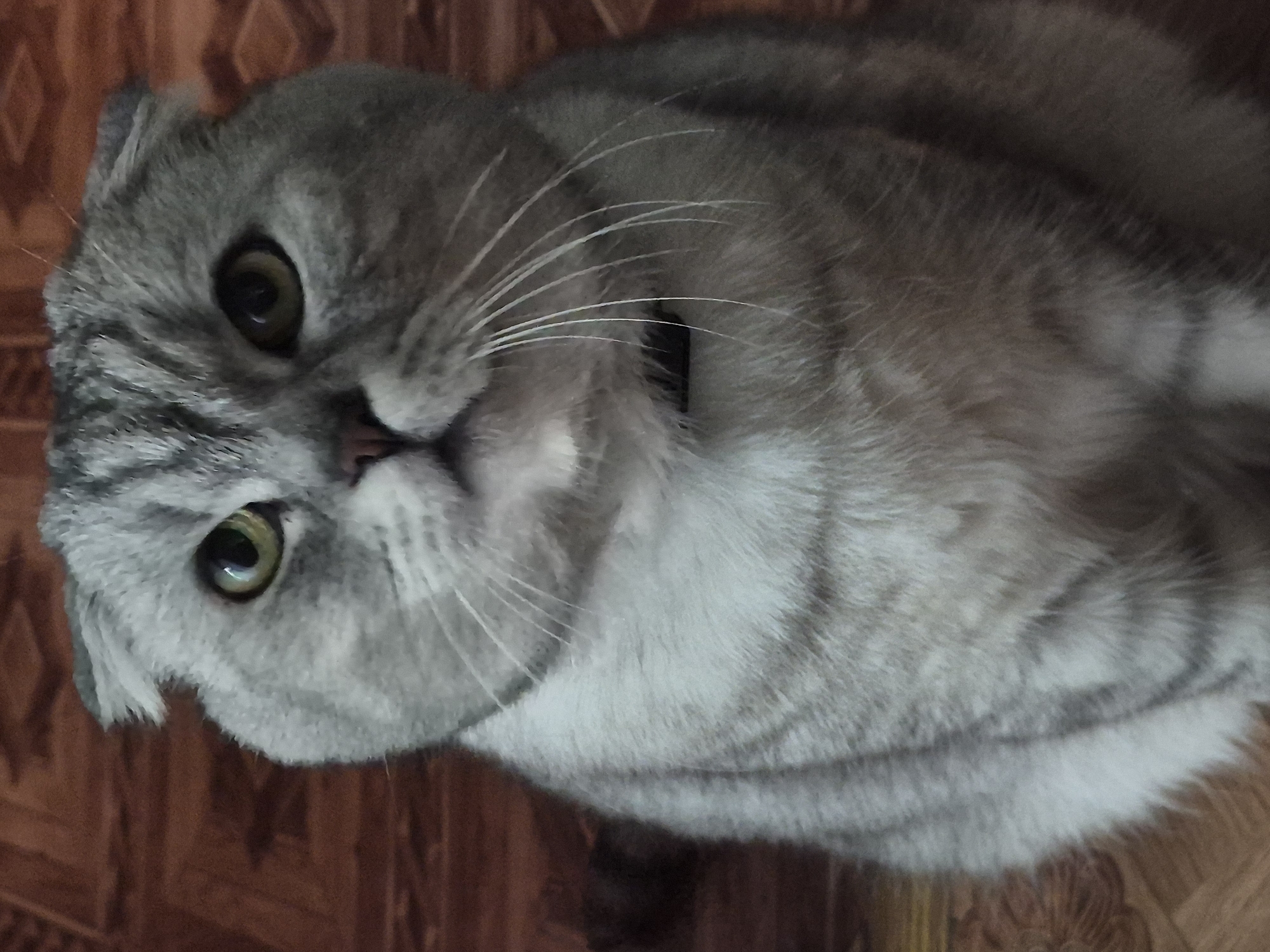 Scottish Fold cat's morning routine captured with garden scenes
