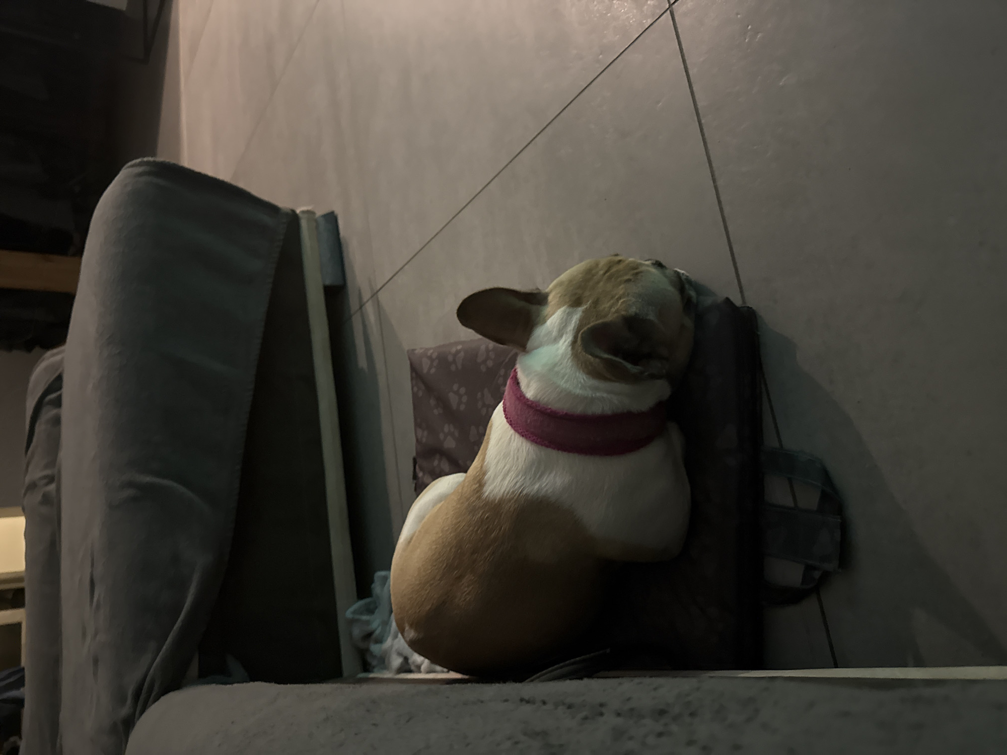 French Bulldog's evening routine captured in residential setting