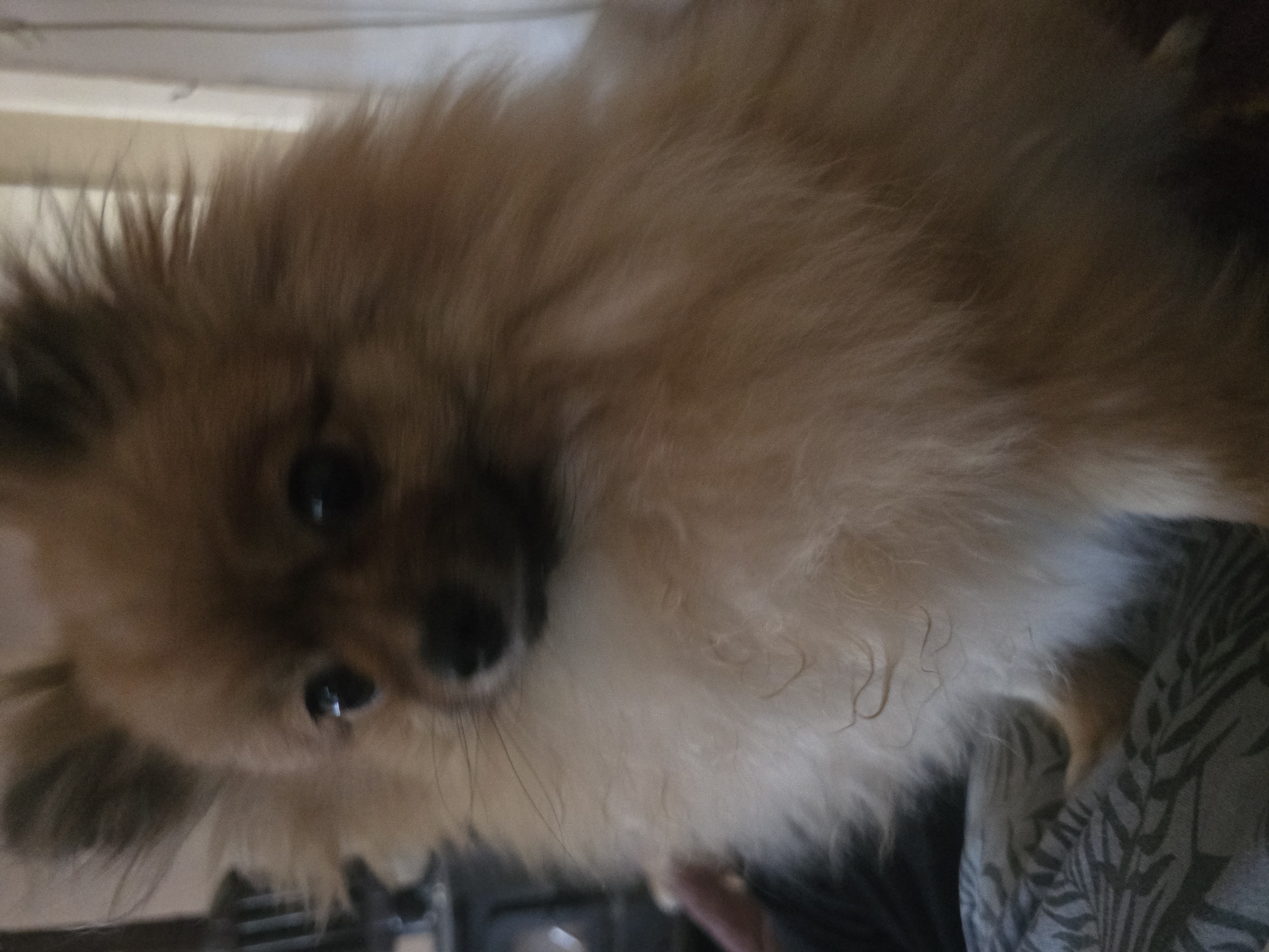 Pomeranian dog documented indoors in Yagodovo, Bulgaria