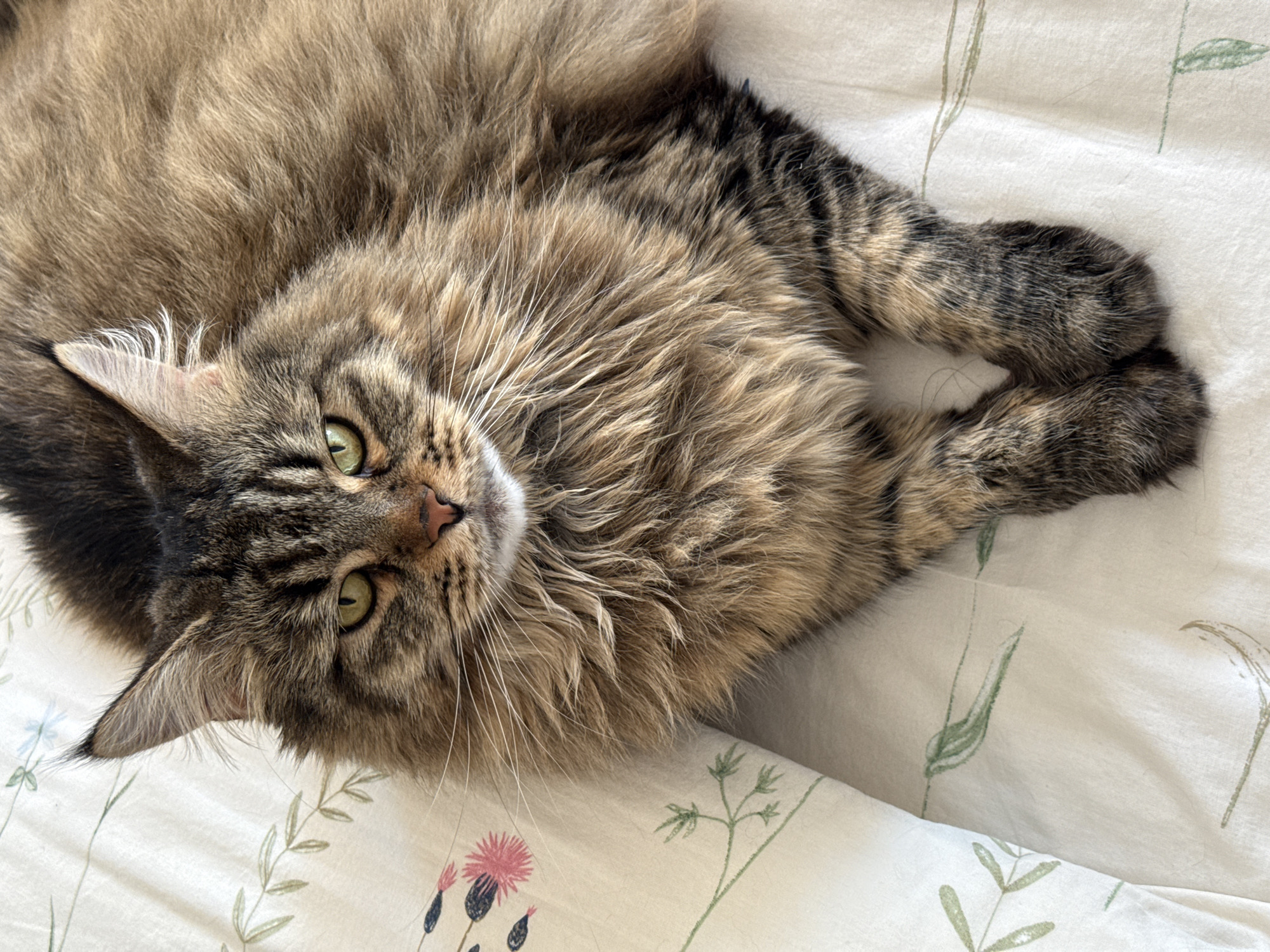 Tabby cat photographed relaxing on bed in Izhevsk