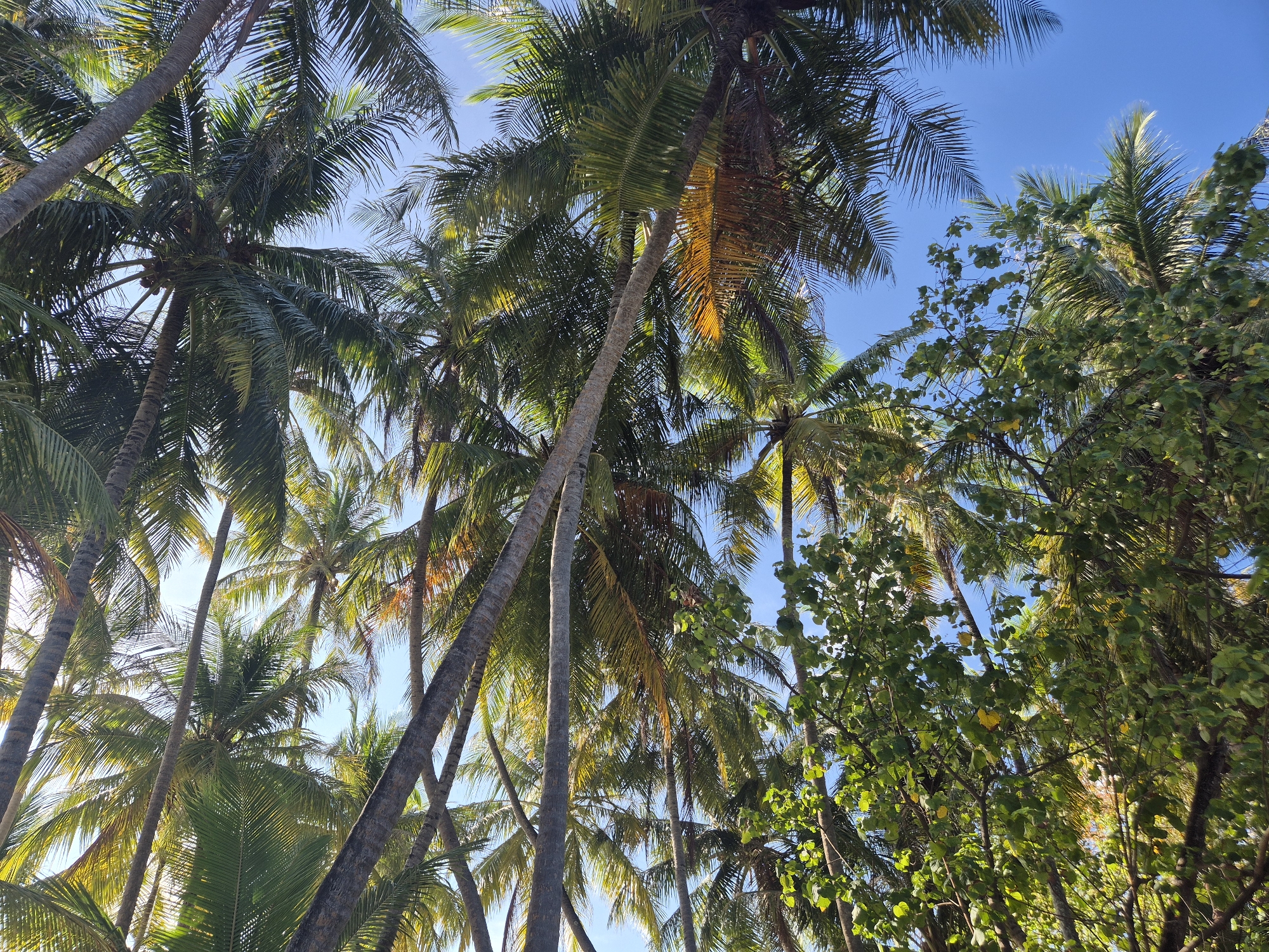 Early morning walk captured in tropical Guraidhoo, Maldives
