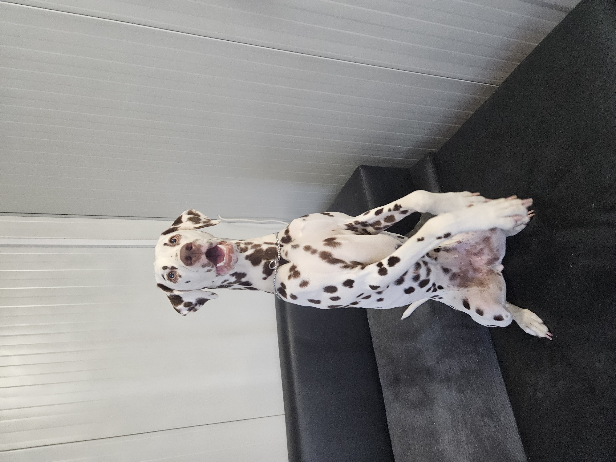 Dalmatian dog and beekeeping textbook browsing captured in Bulgaria