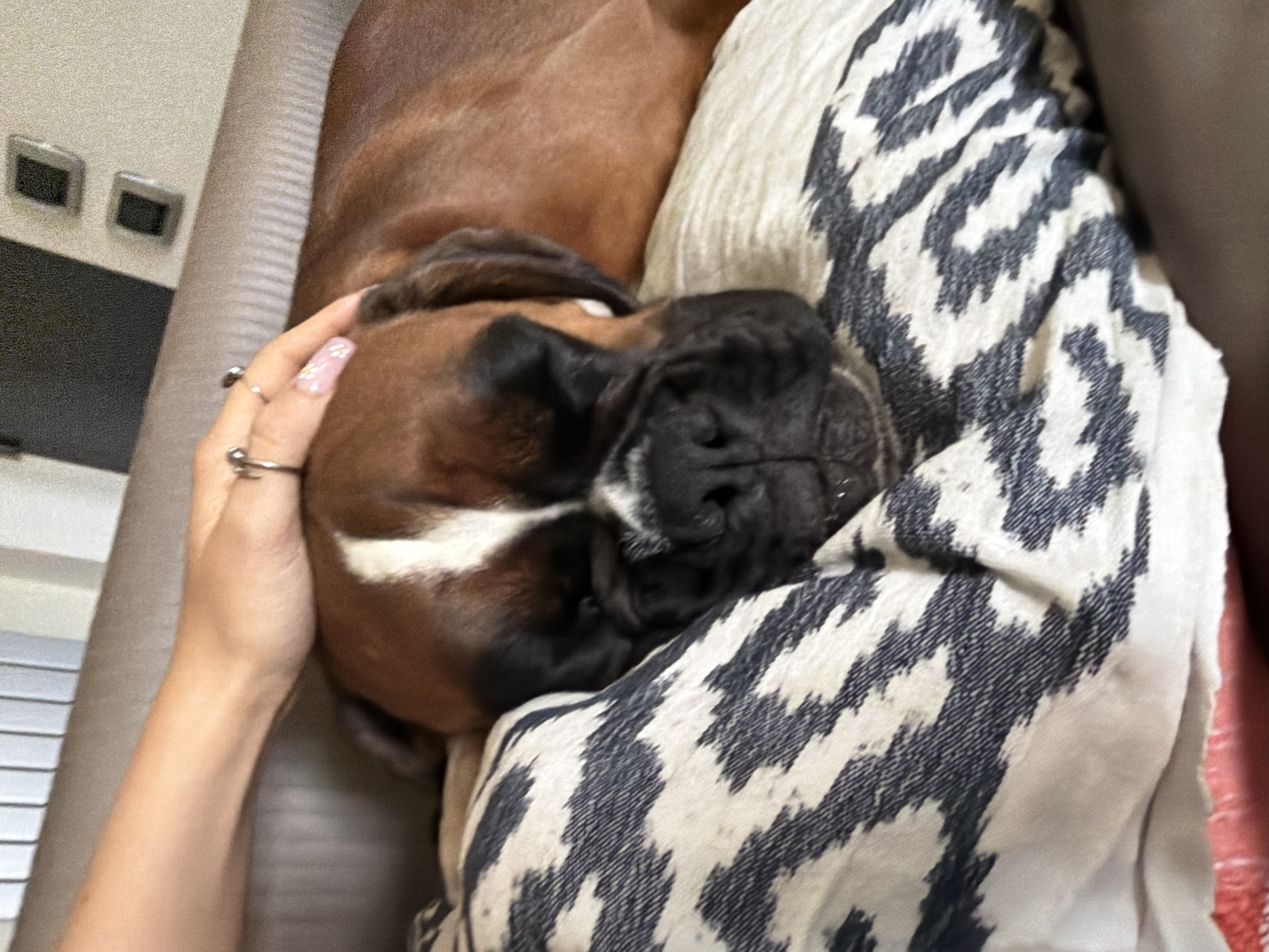 Boxer dog rests on pillow in Lissone home