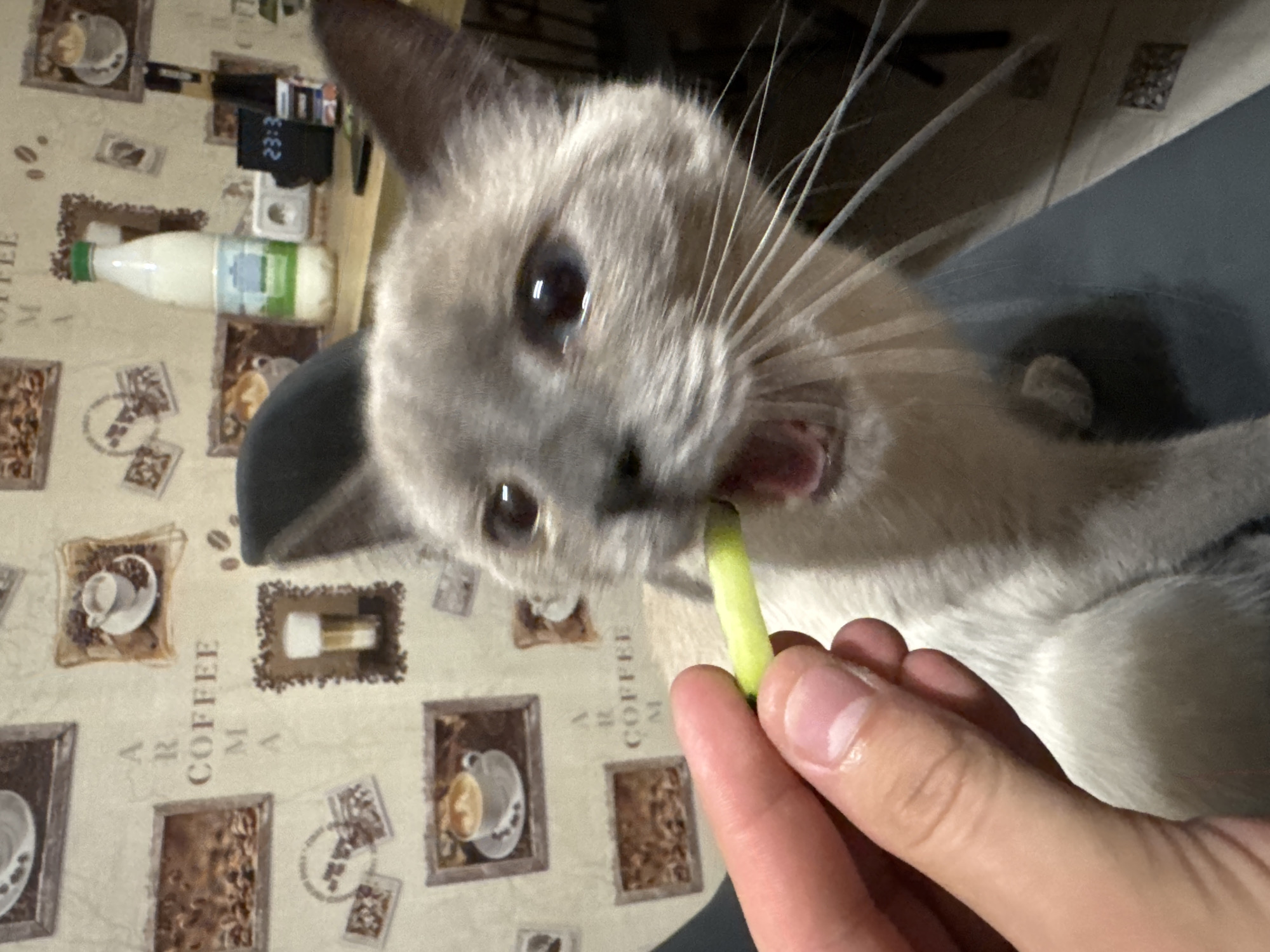 Siamese cat's evening at home, cucumber snacks included