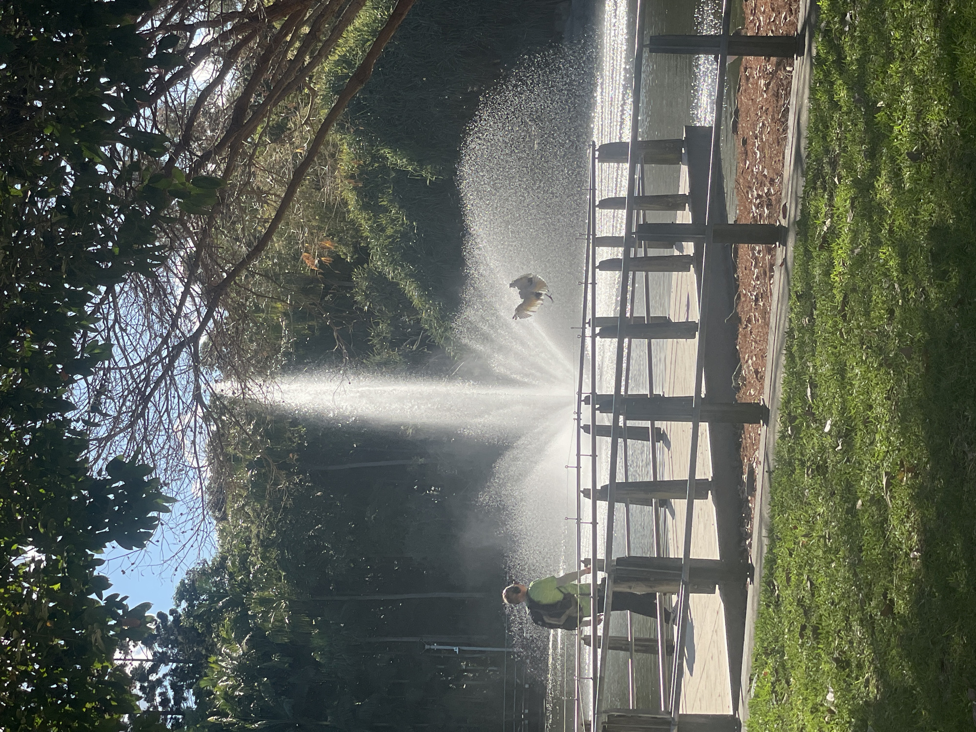 Sunny day at a Brisbane park lake with wooden pier