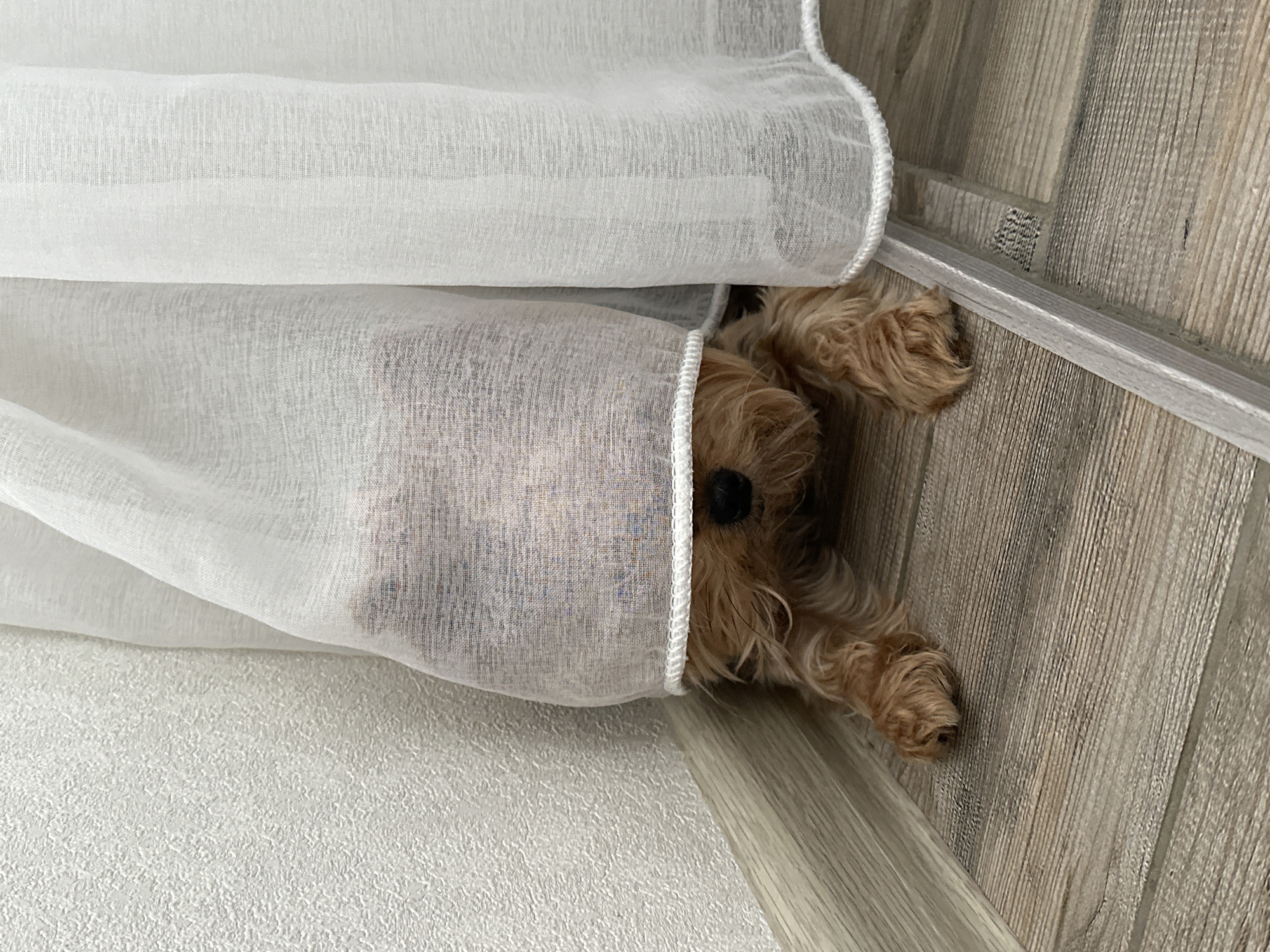 Small dog plays beneath curtains in Sochi home