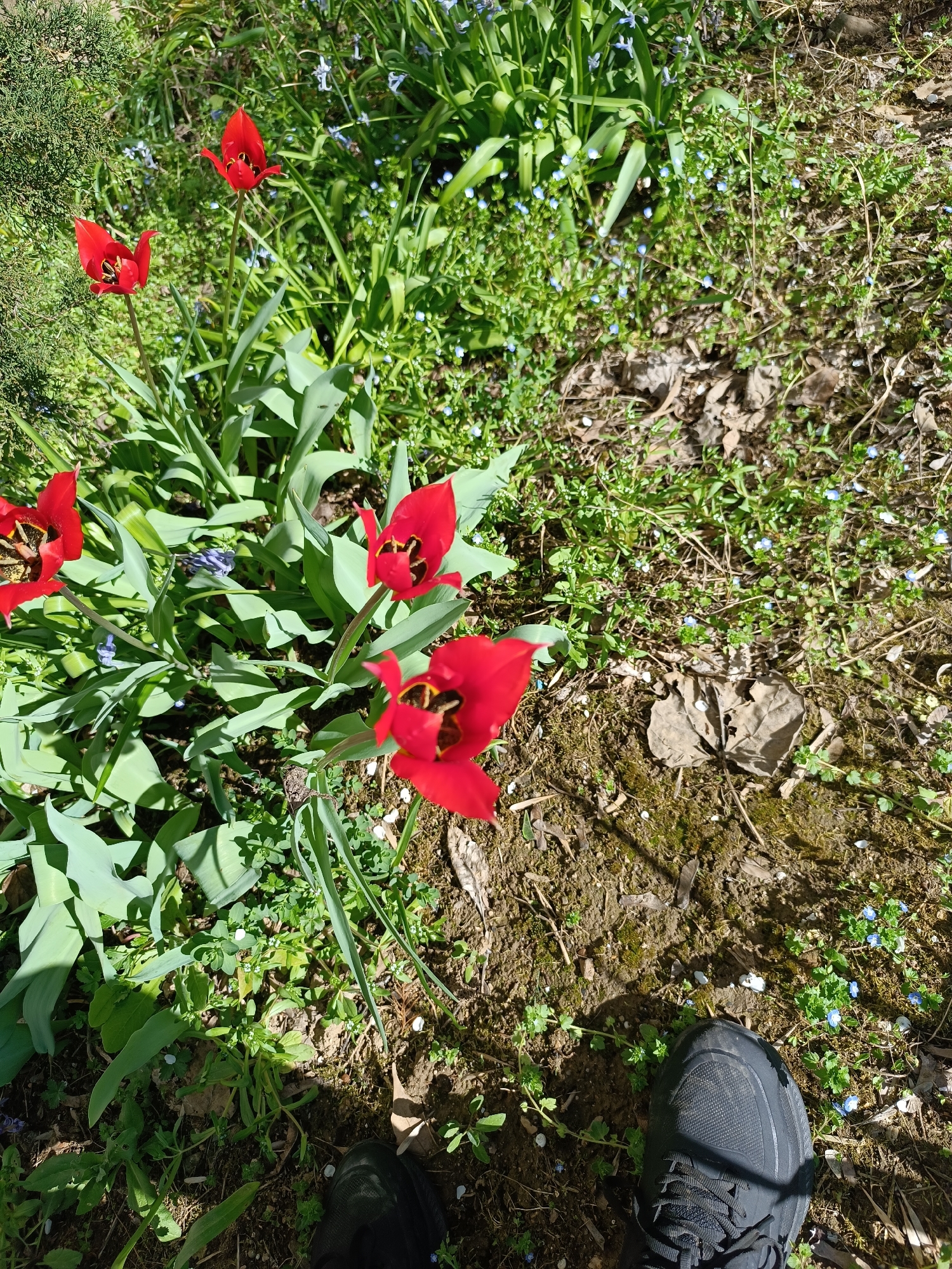 Spring blooms and urban scenes documented in Pleven, Bulgaria