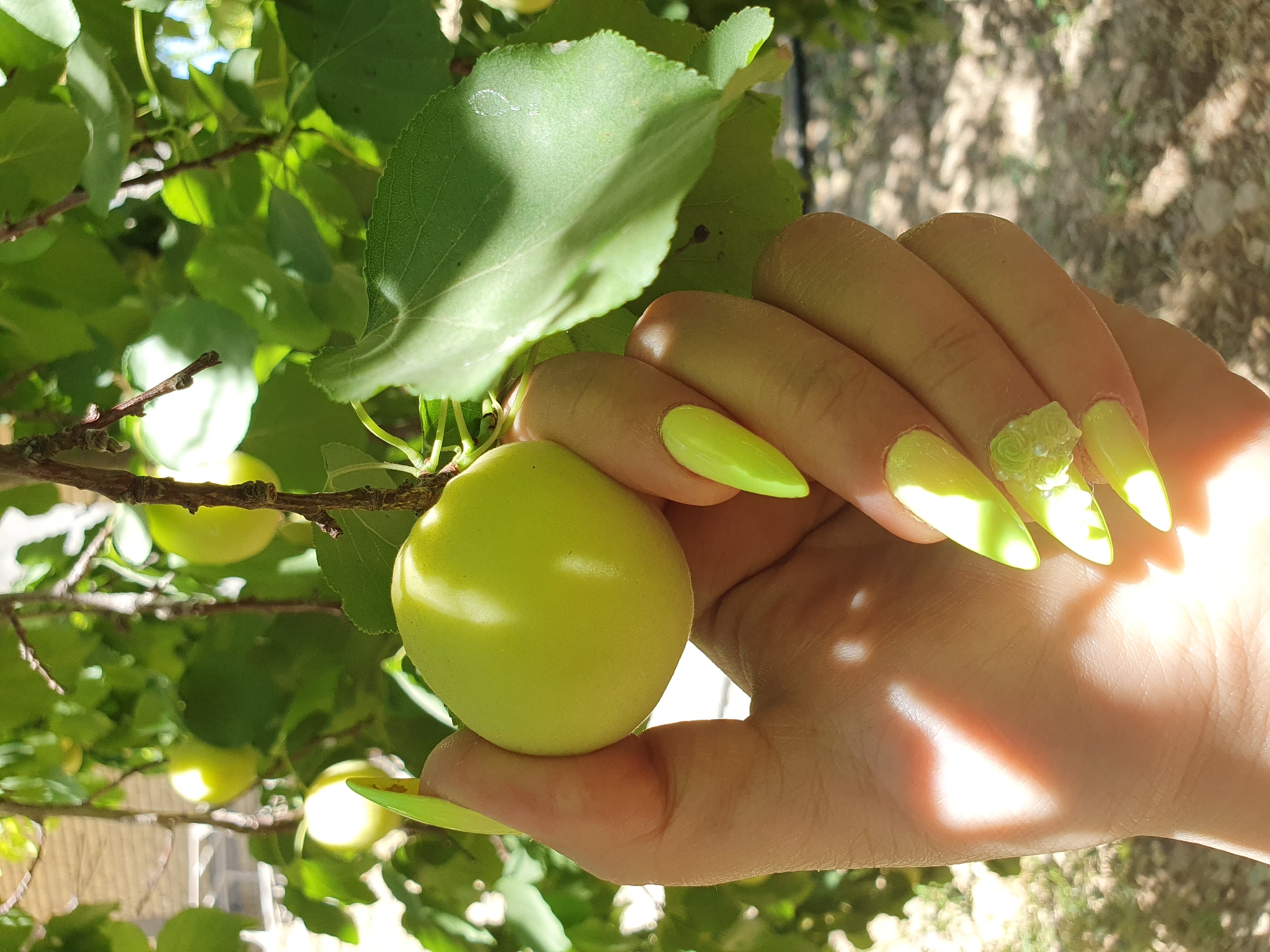 Daily life documented in Kheyrabad: coffee, Persian cuisine, harvesting