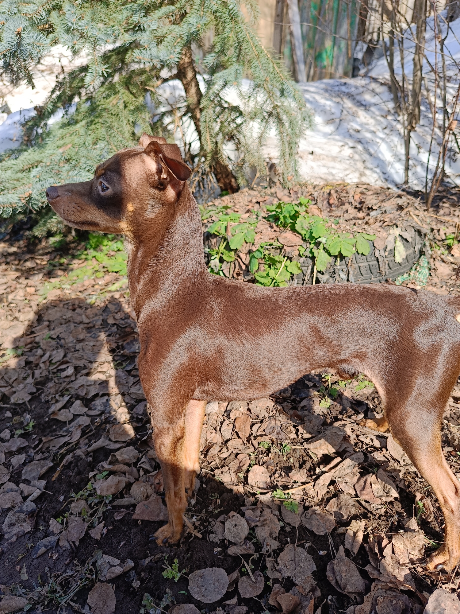 Miniature pinscher spotted in Russian yard amid spring transition
