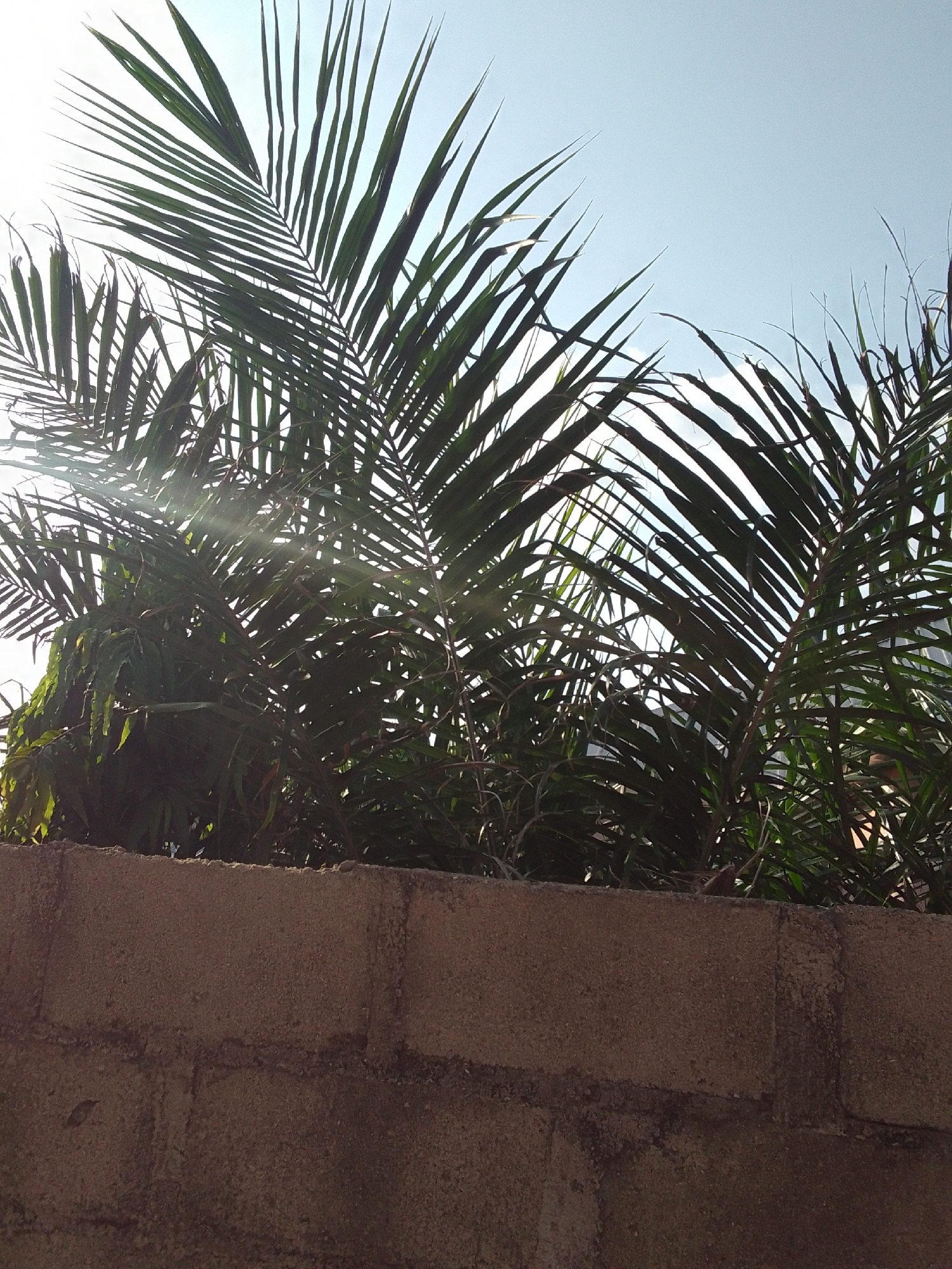 Afternoon walkthrough of a developing homestead with fruit trees and livestock