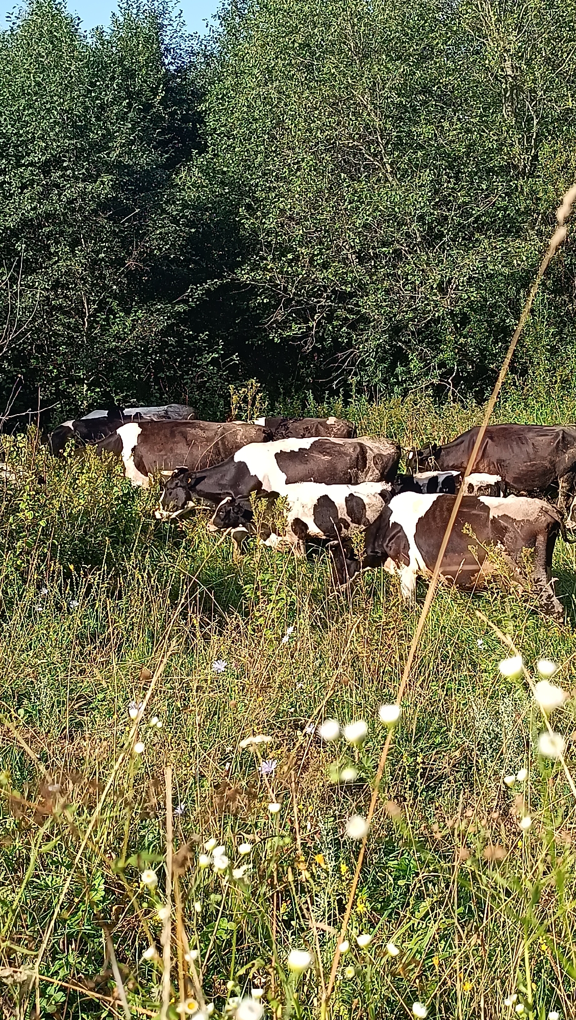 Cattle grazing and wildflowers in a Russian summer meadow