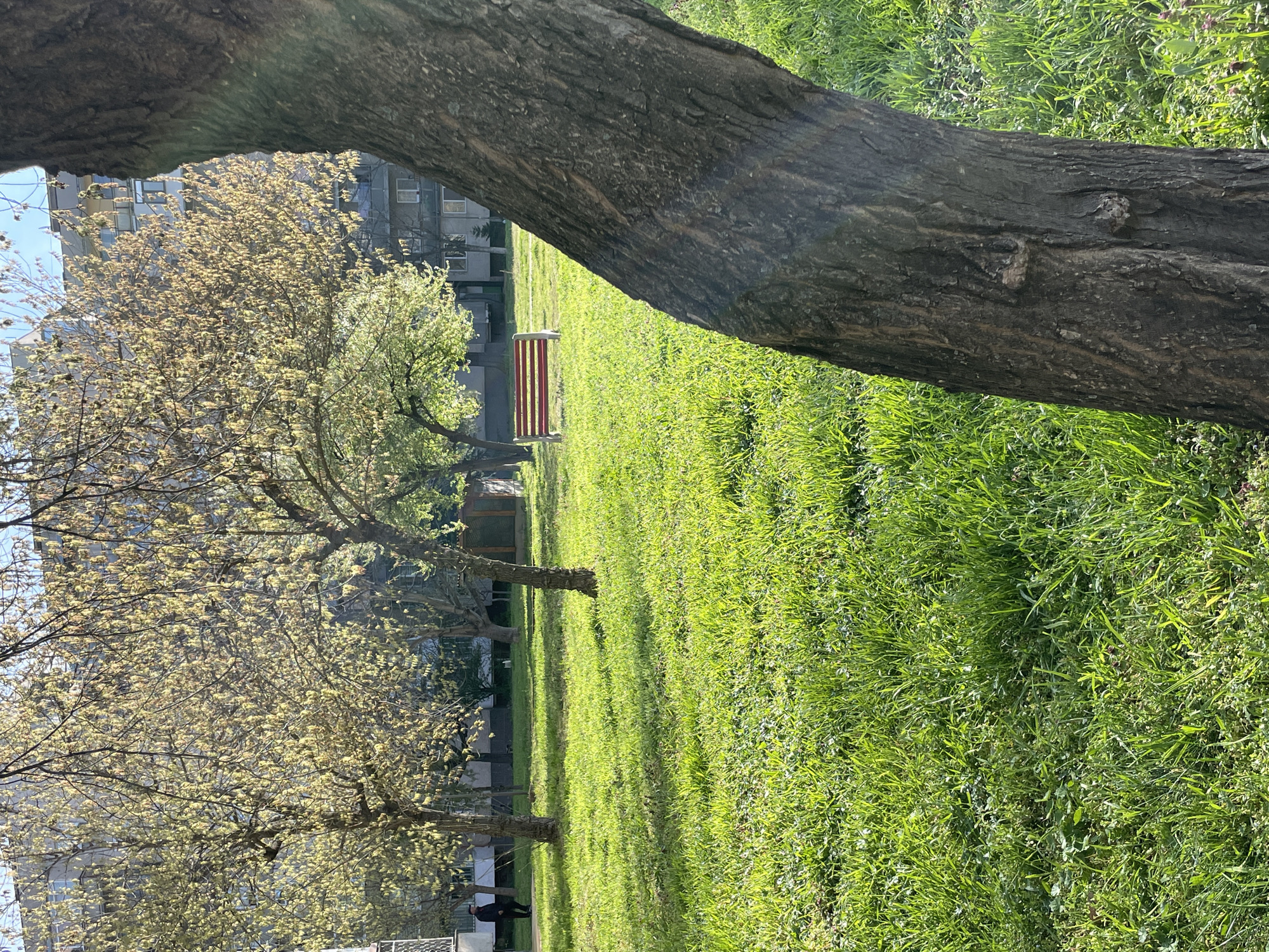 Early morning park scenes documented in Pazardzhik, Bulgaria
