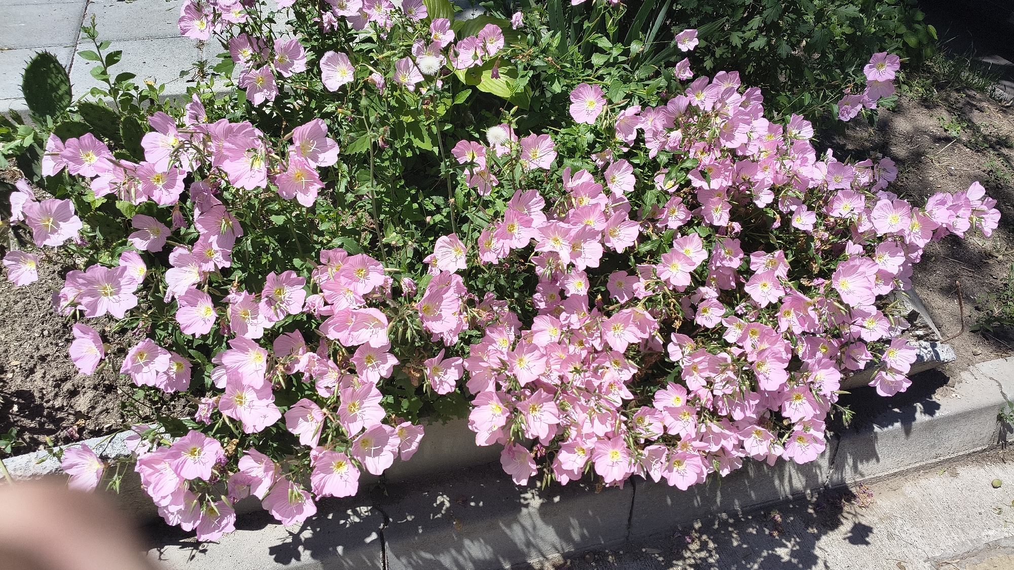 Spring blooms documented in Shumen park gardens