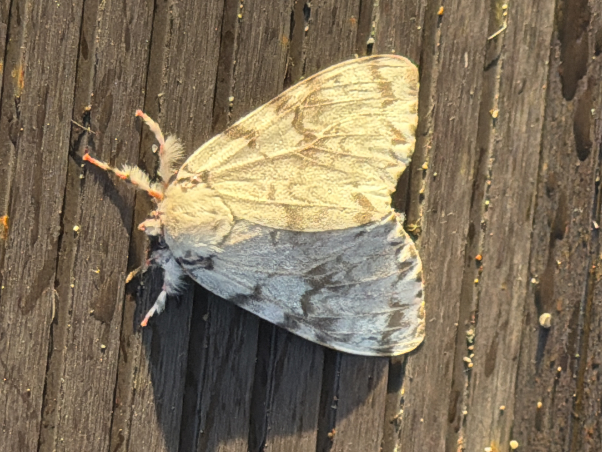 Moth resting on weathered wooden planks in Yuzhno-Kurilsk