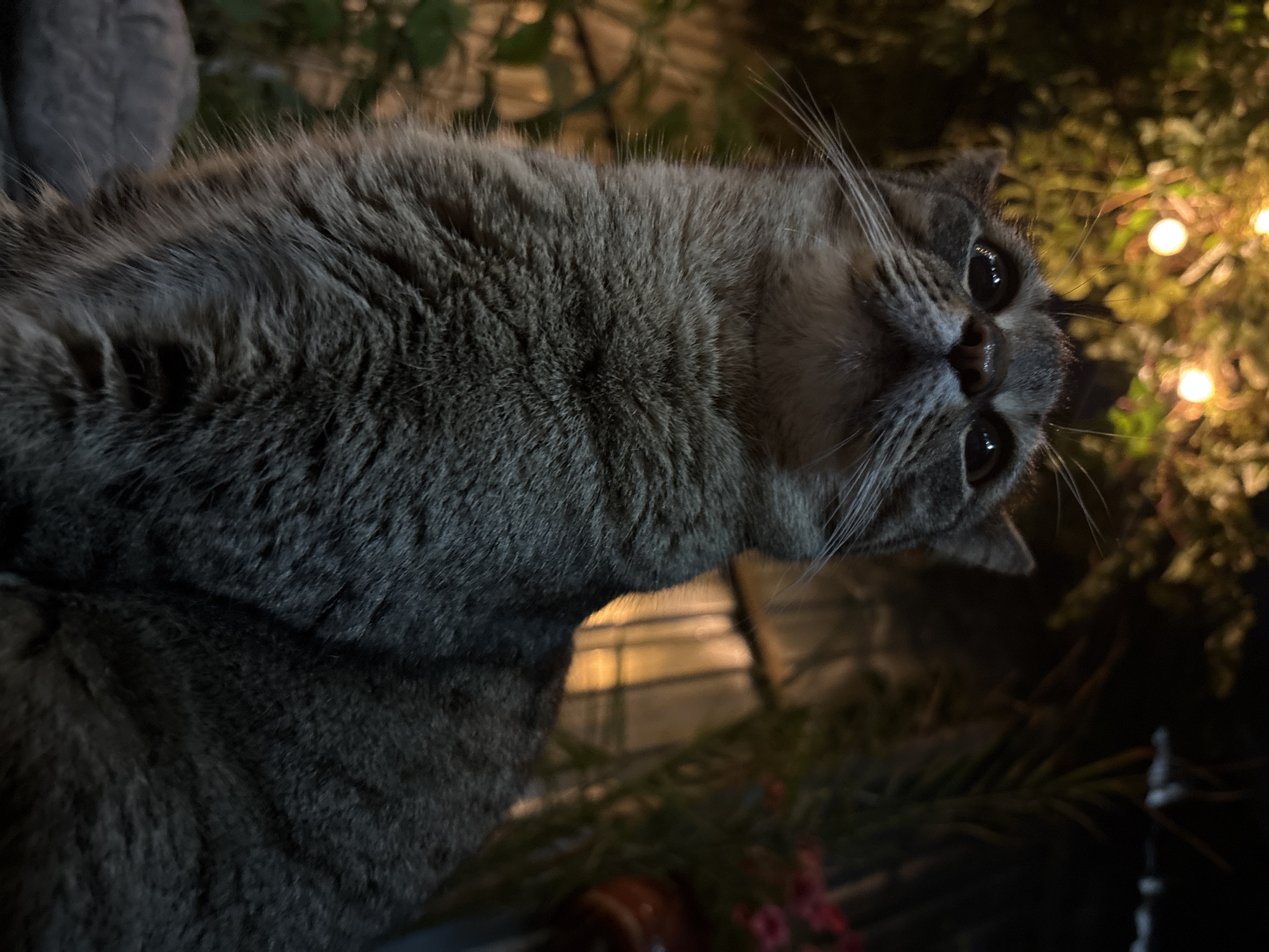 Cats and Pug Spotted Across Almaty Residential Areas
