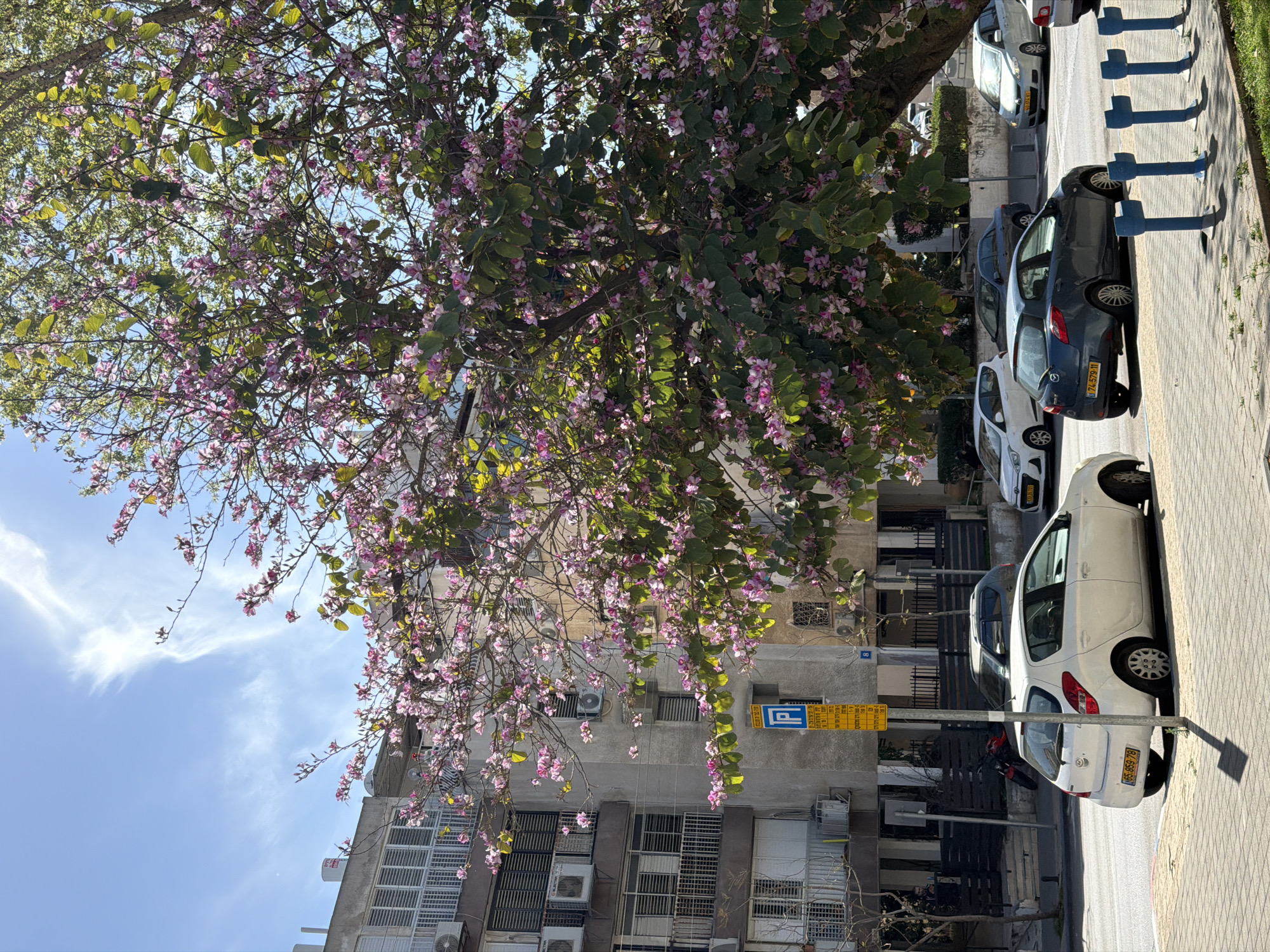 Spring blooms brighten Tel Aviv streets with pink orchid trees