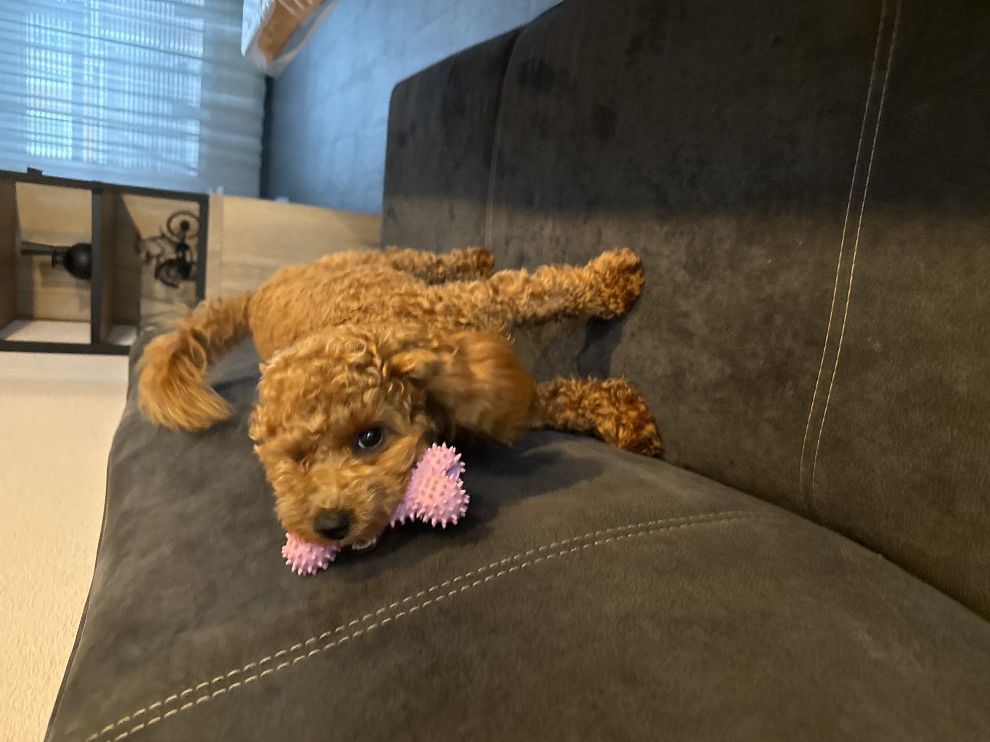 Toy poodle plays with pink spiked toy at home in Marum