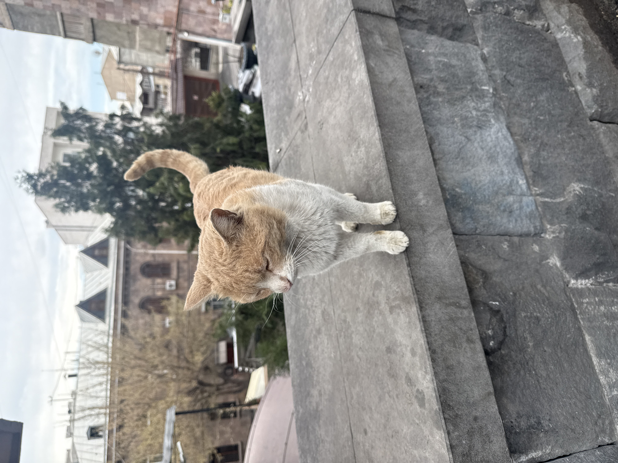 Two cats spotted on stone structures in Yerevan