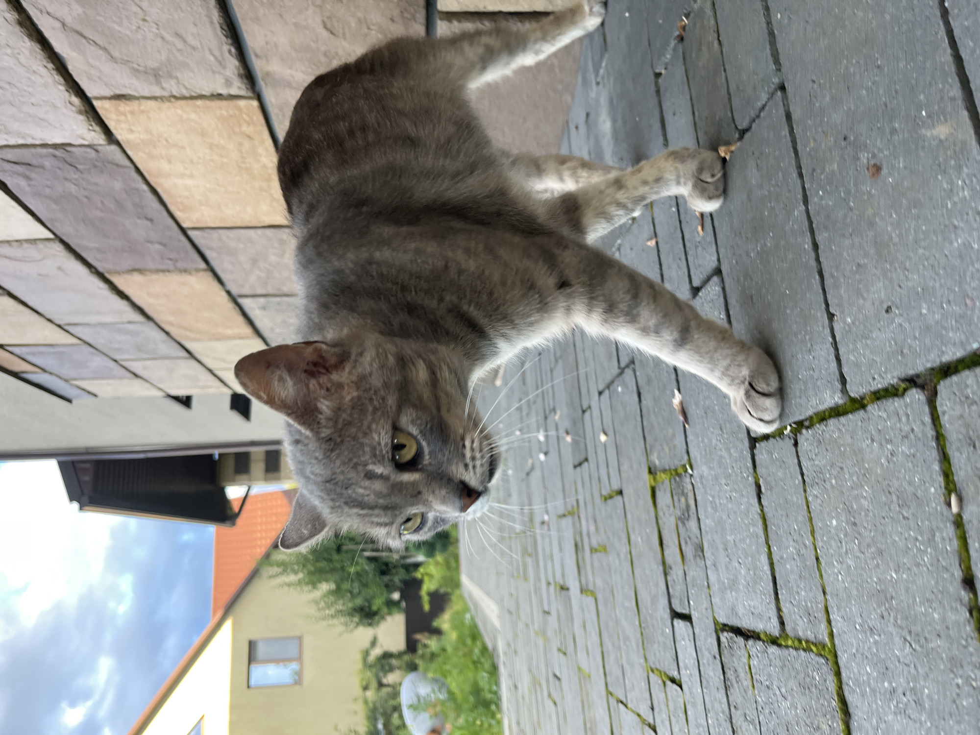A cat, a garden, and golden hour in Koroviia