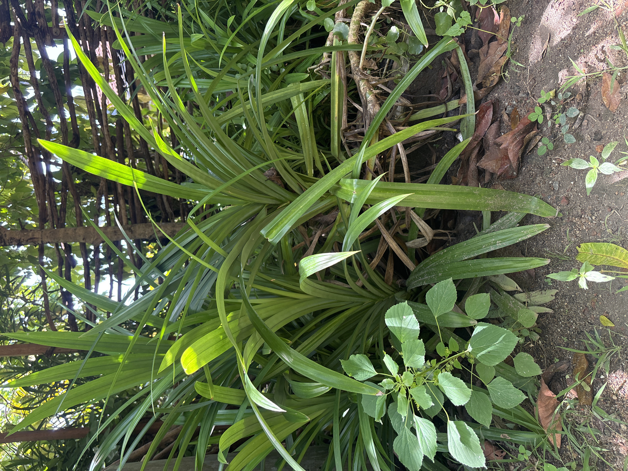 Morning scenes of tropical foliage and dog captured in Kabalana