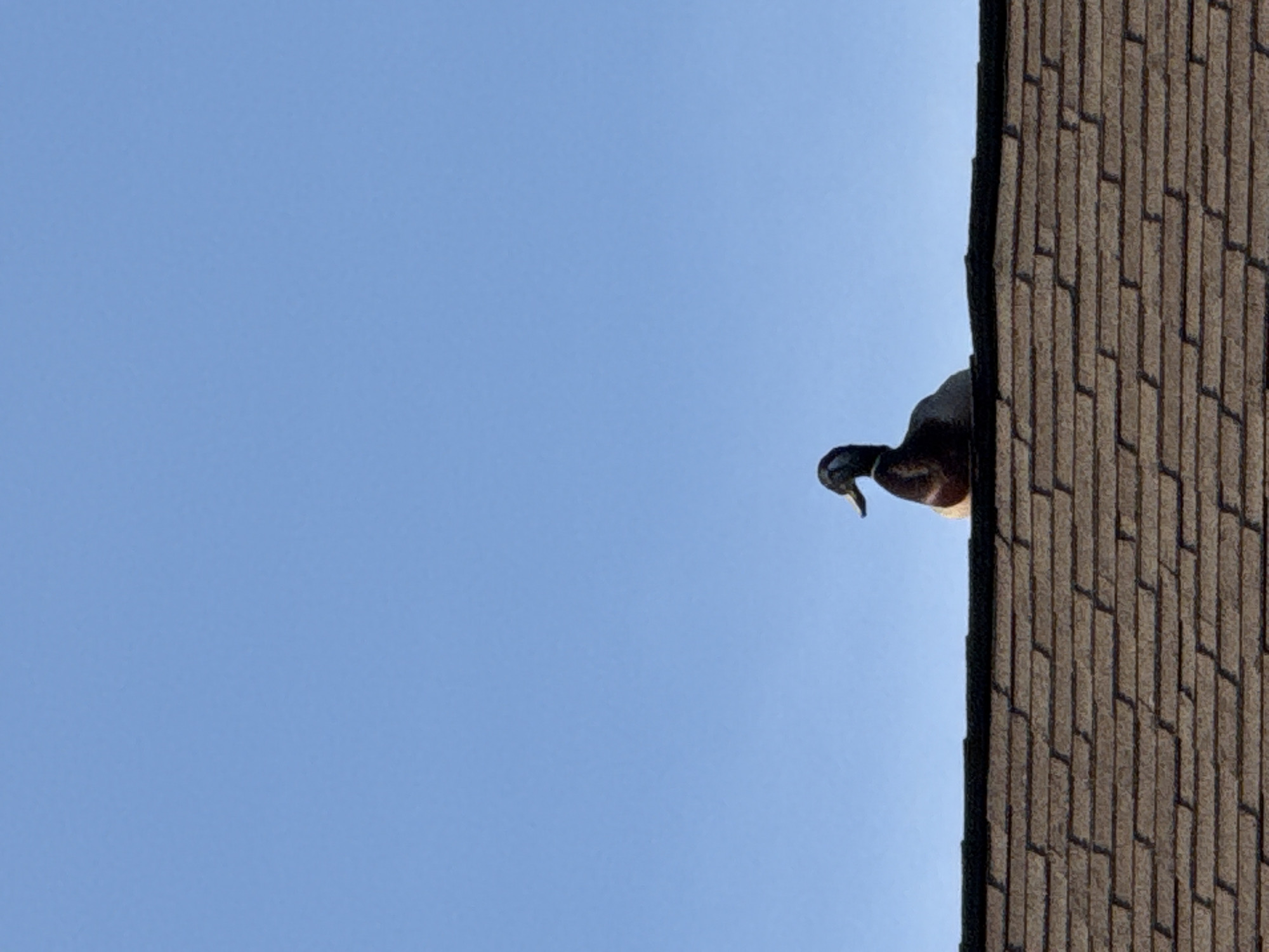 Duck spotted on Columbus rooftop; children observed on residential street