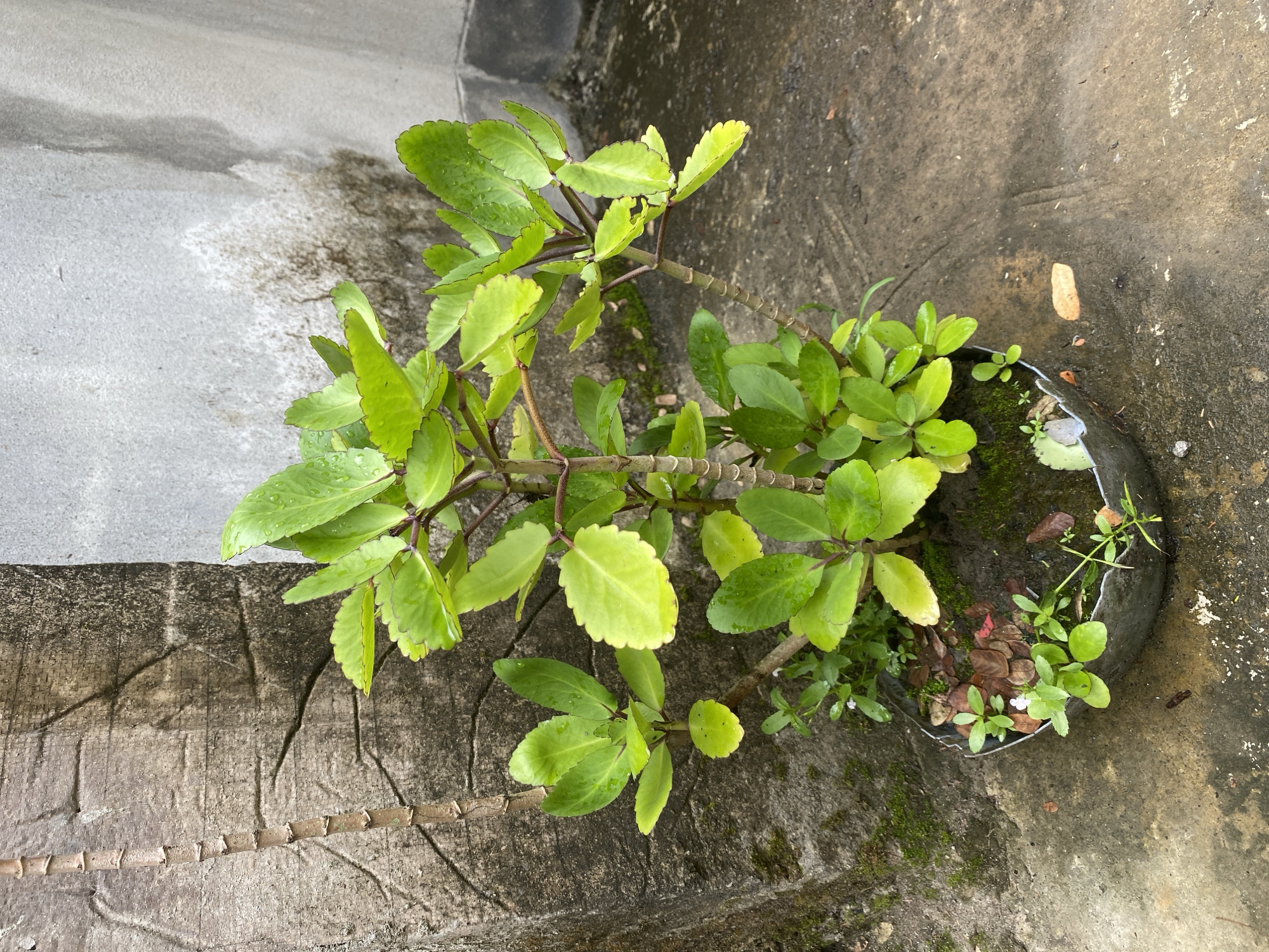 Morning plant and street life documented across Bangladesh locations