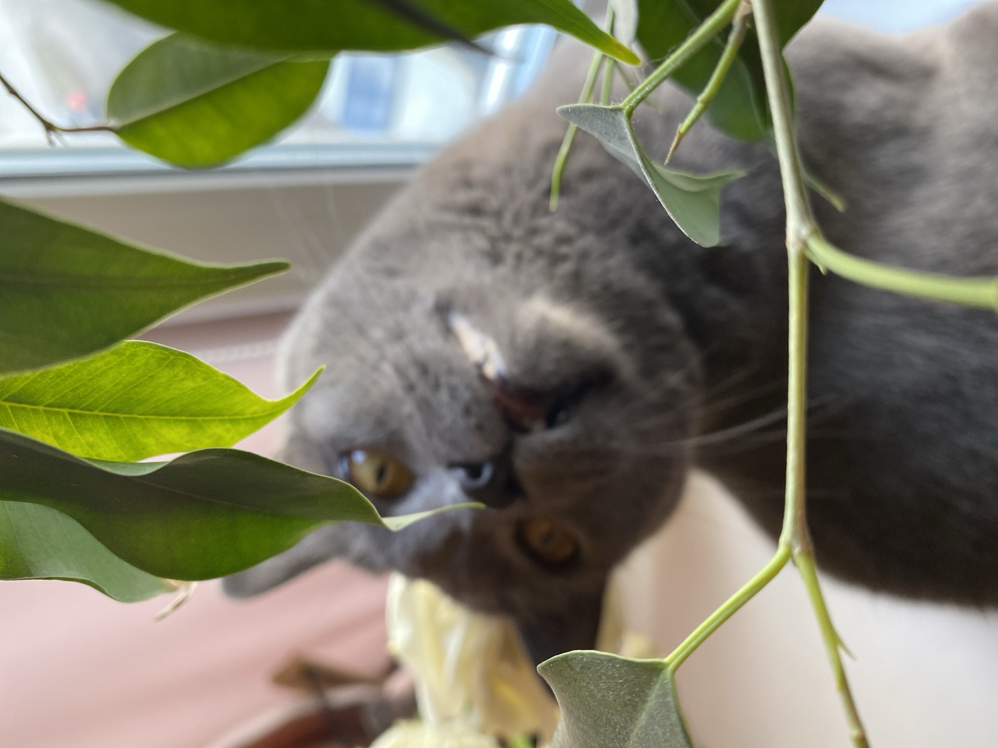 Grey cat photographed upside-down amid green leaves in Votkinsk