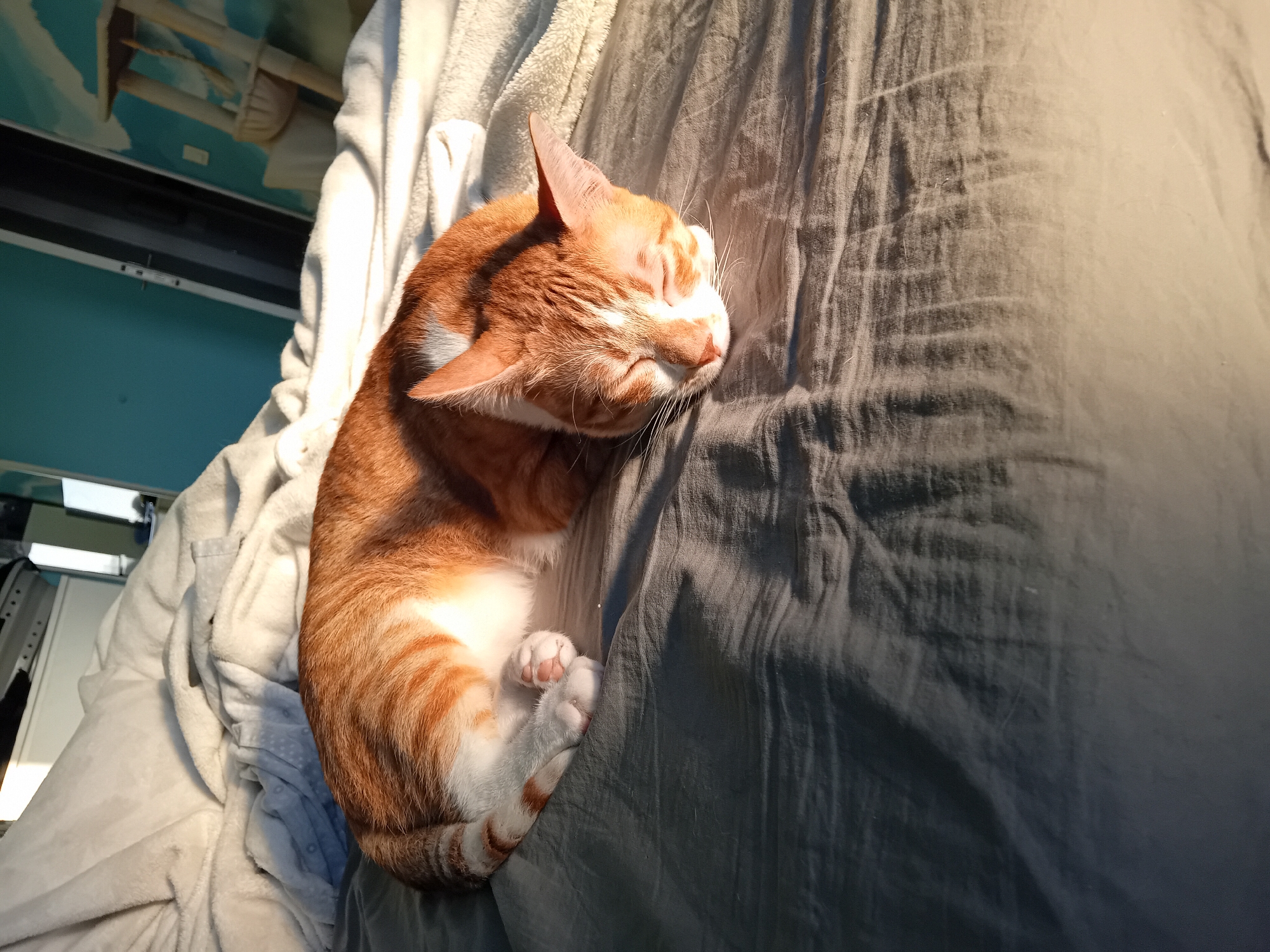 Quiet moments: sleeping cat, sunset cityscape, fountain captured