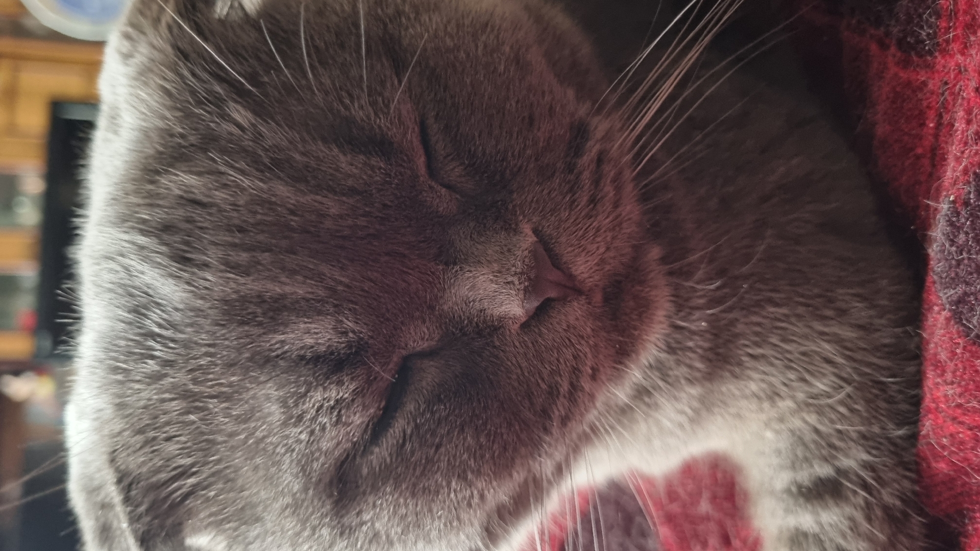 Scottish Fold cat resting on a red plaid blanket at home