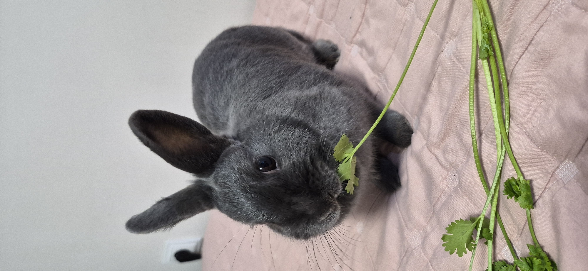 Grey rabbit at home in Ussurijsk, snacking and exploring